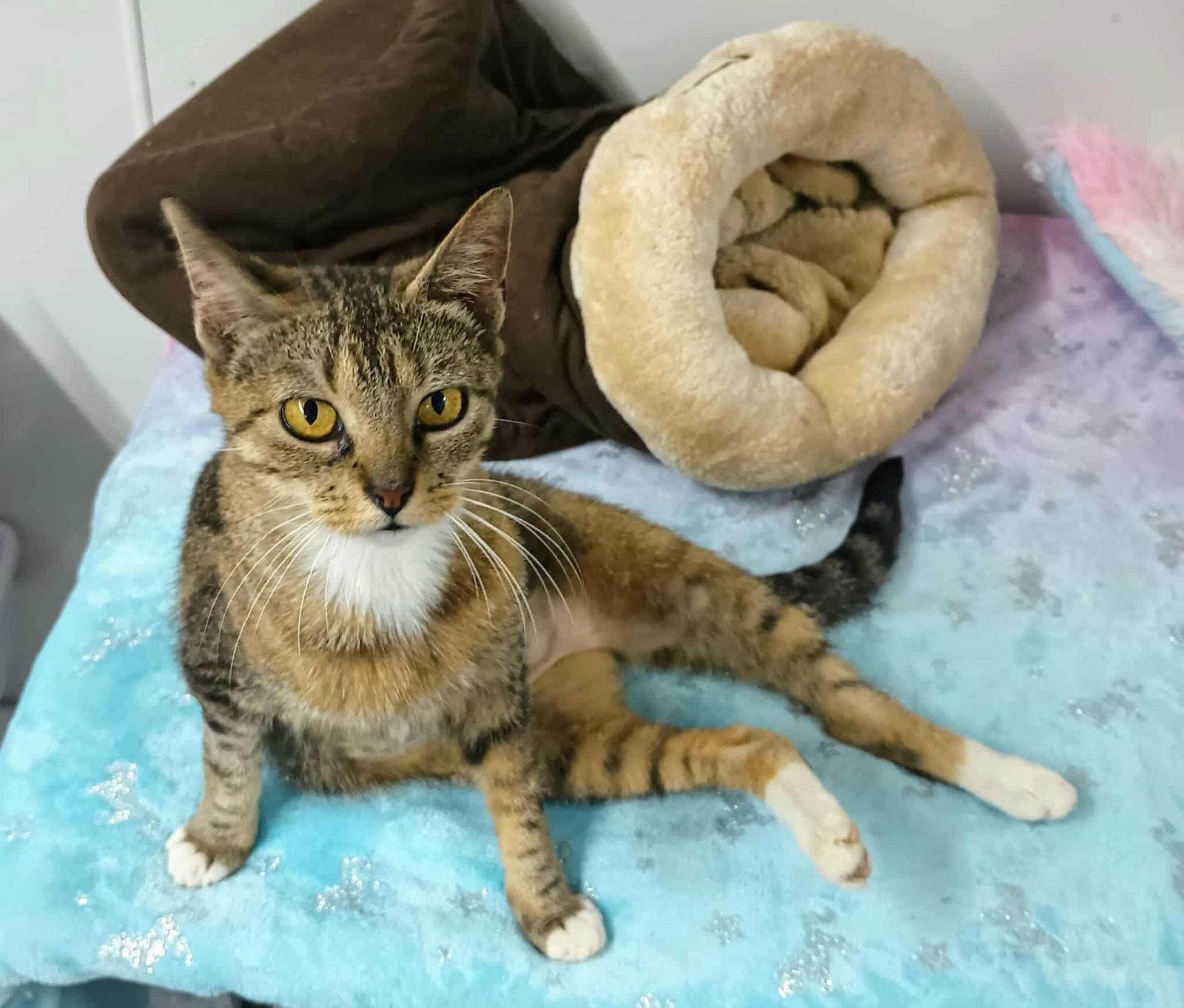 Sadie ADULT FEMALE TABBY FIV+, a Adoptable mixed breed in Morehead, KY image 3/3