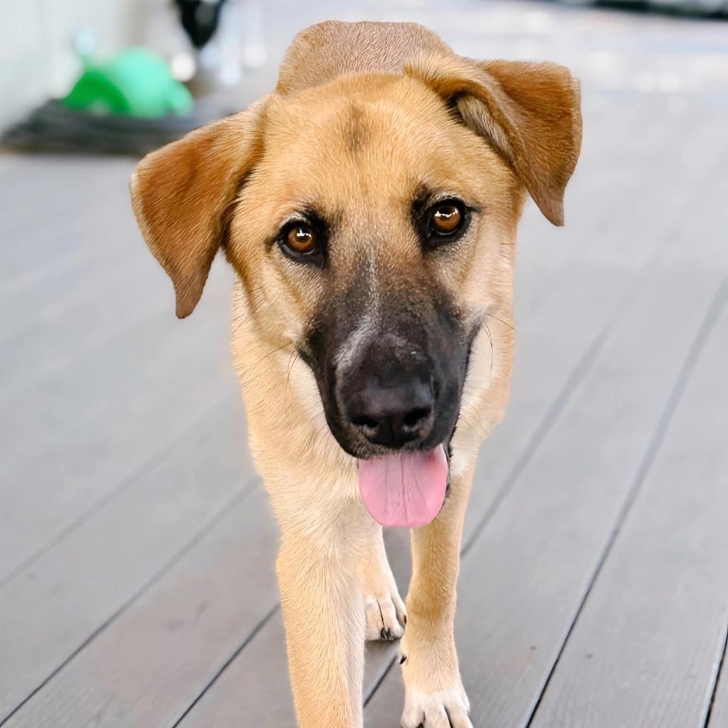 Valley, Adoptable, Adult Female Anatolian Shepherd & Black Mouth Cur.