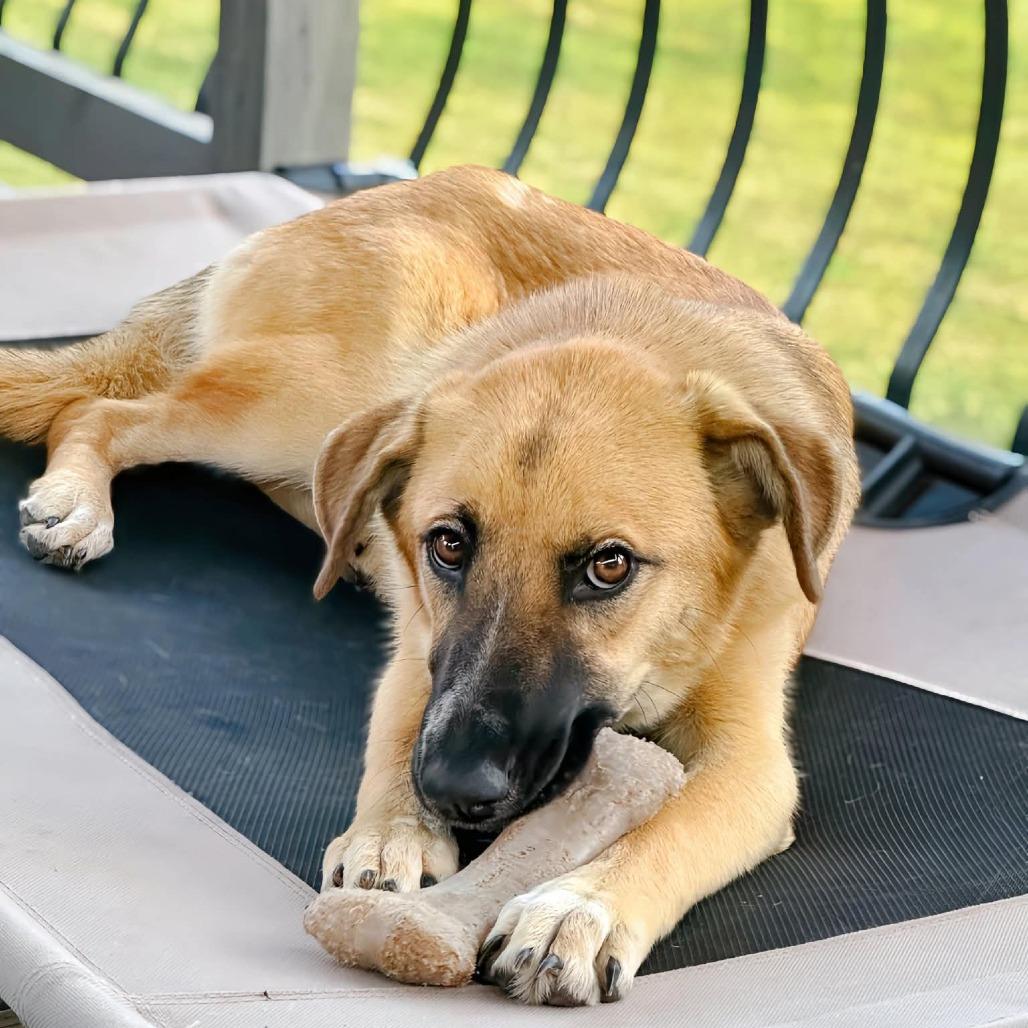 Enlarge Valley, a Adoptable mixed breed in Enid, OK image 2/5