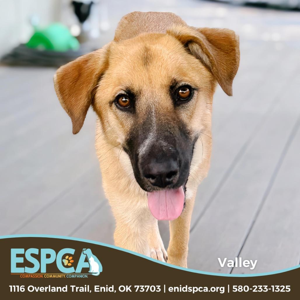 Enlarge Valley, a Adoptable mixed breed in Enid, OK image 3/5