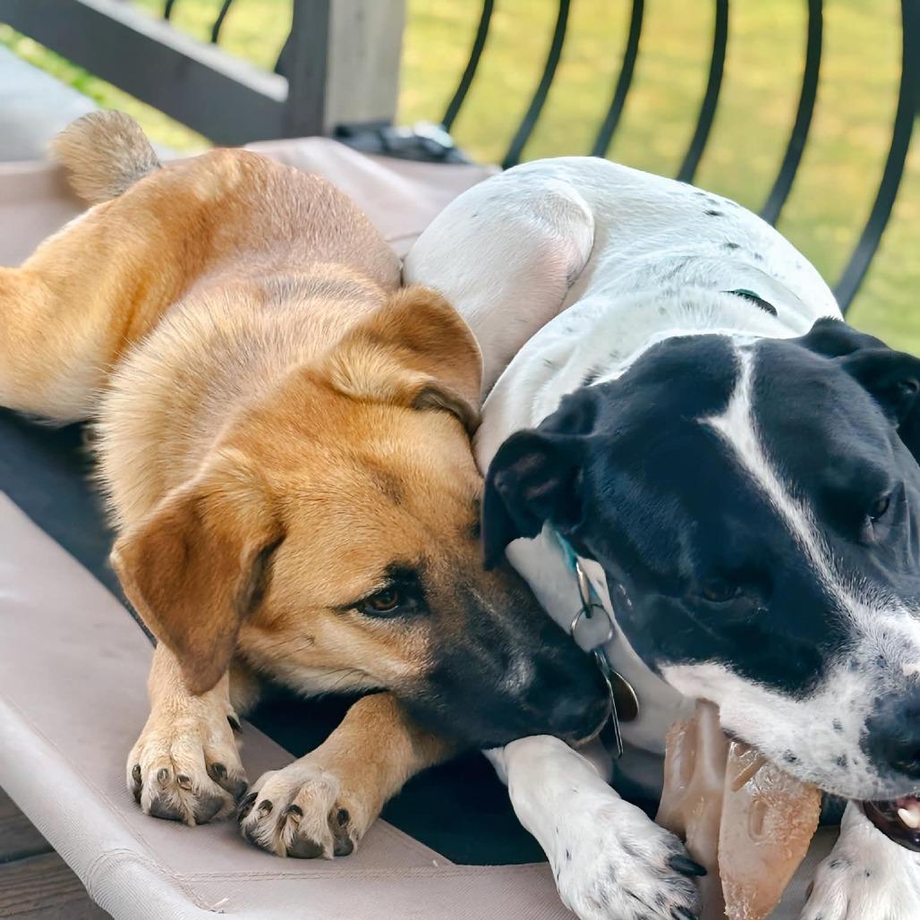 Enlarge Valley, a Adoptable mixed breed in Enid, OK image 4/5