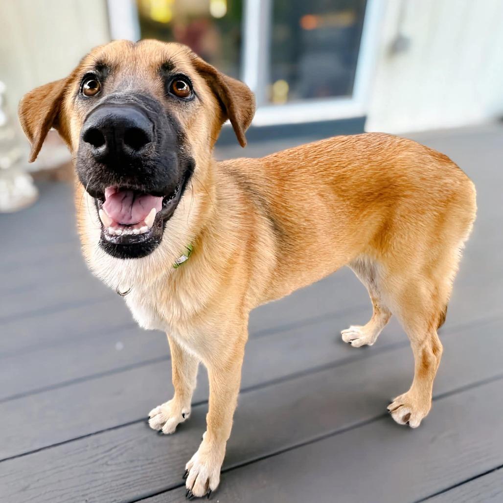 Enlarge Valley, a Adoptable mixed breed in Enid, OK image 5/5