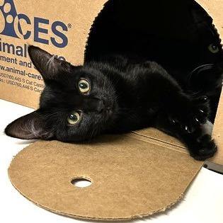 Medley, Adoptable, Young Female Domestic Short Hair.