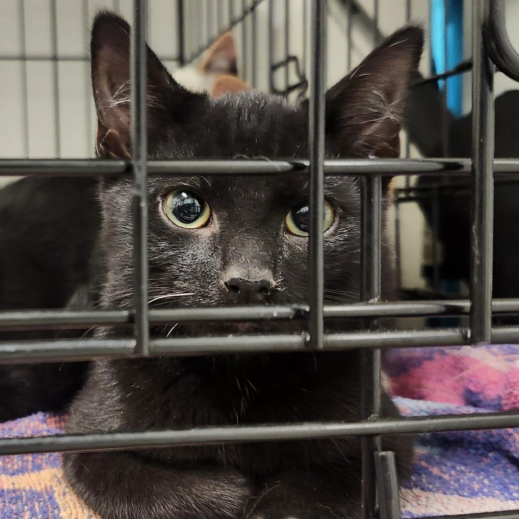 Medley, a Adoptable Domestic Short Hair in Novelty, OH image 2/2