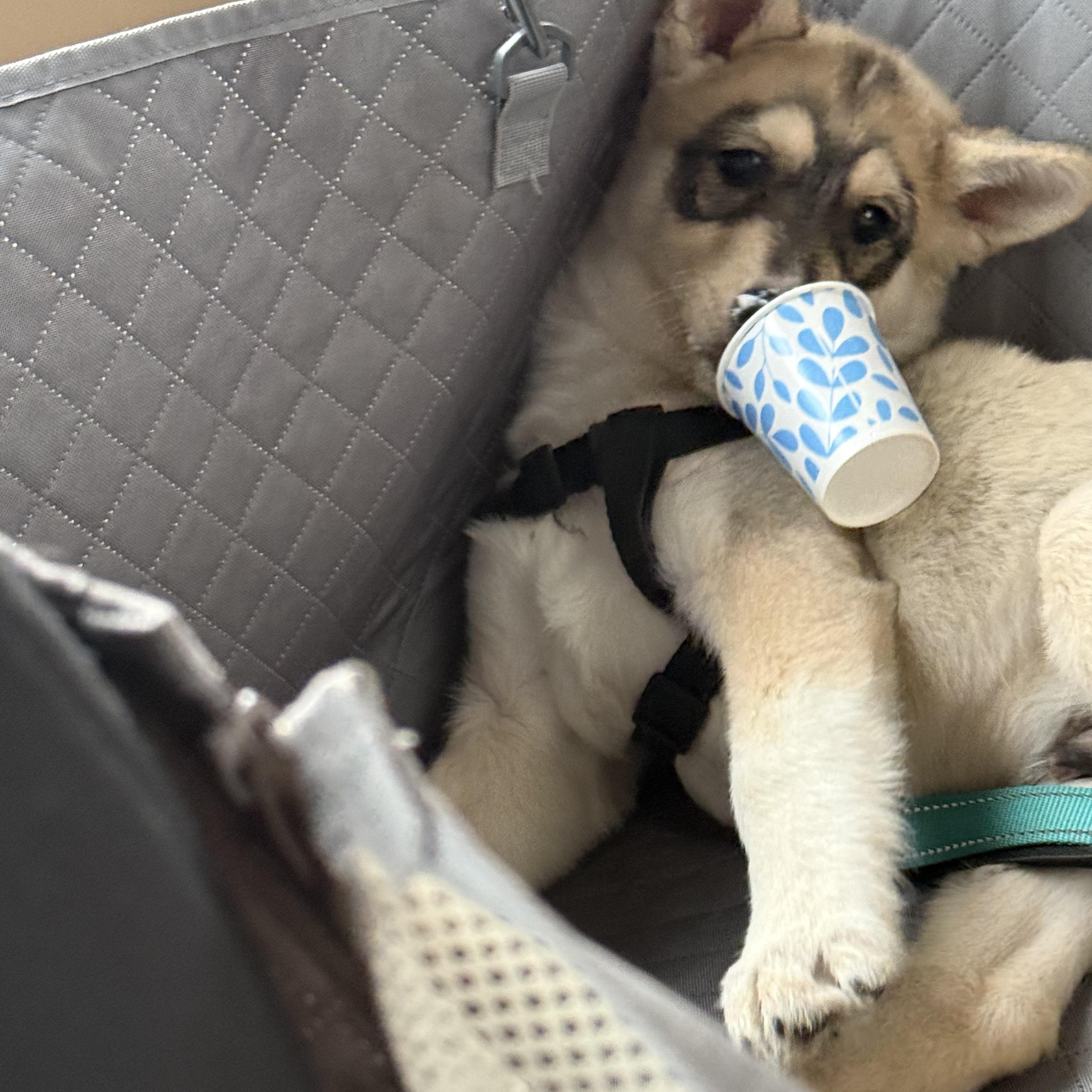 Bandit, a ADOPTABLE mixed breed in Jasper, GA image 3/6