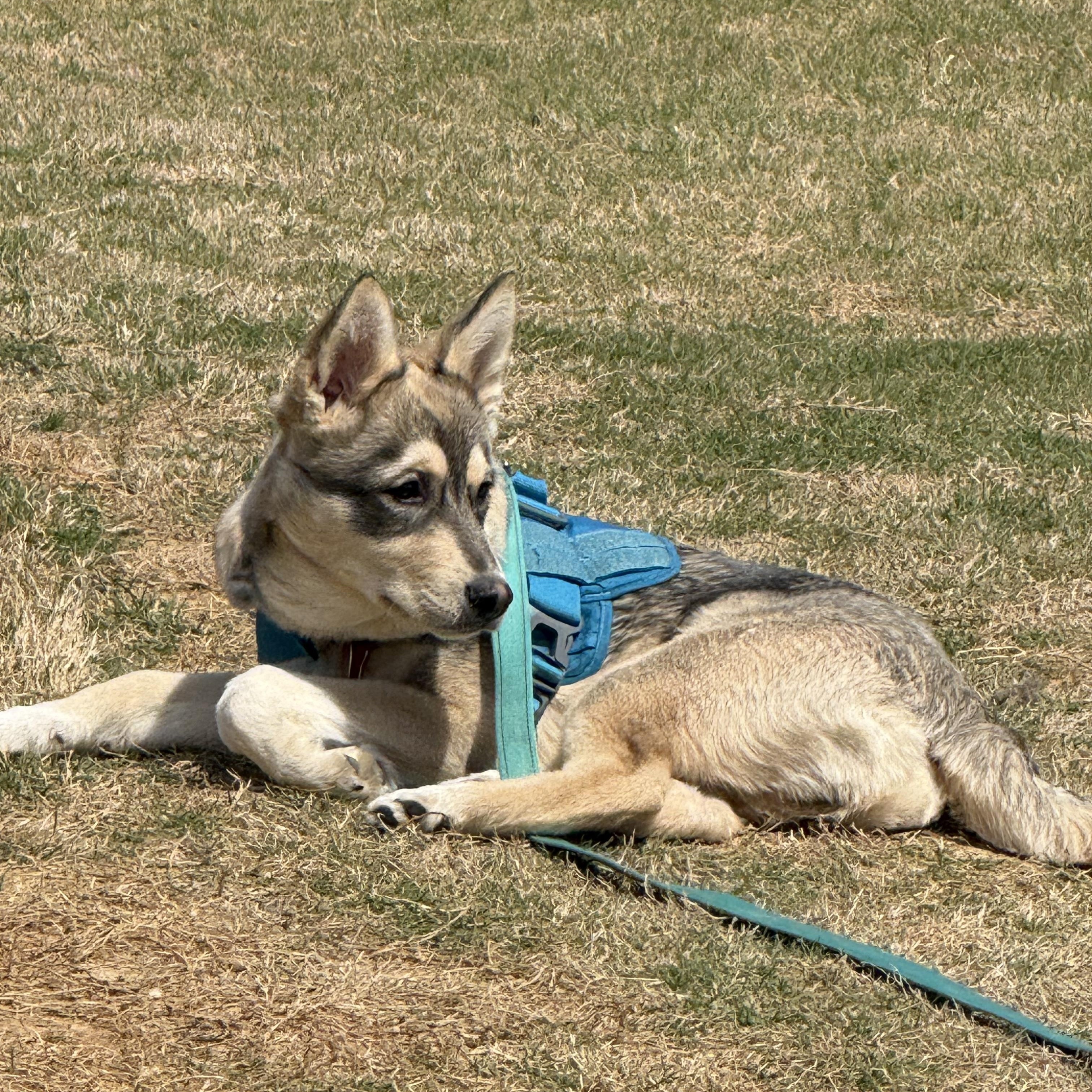Enlarge Bandit, an adopted mixed breed in Jasper, GA image 4/5