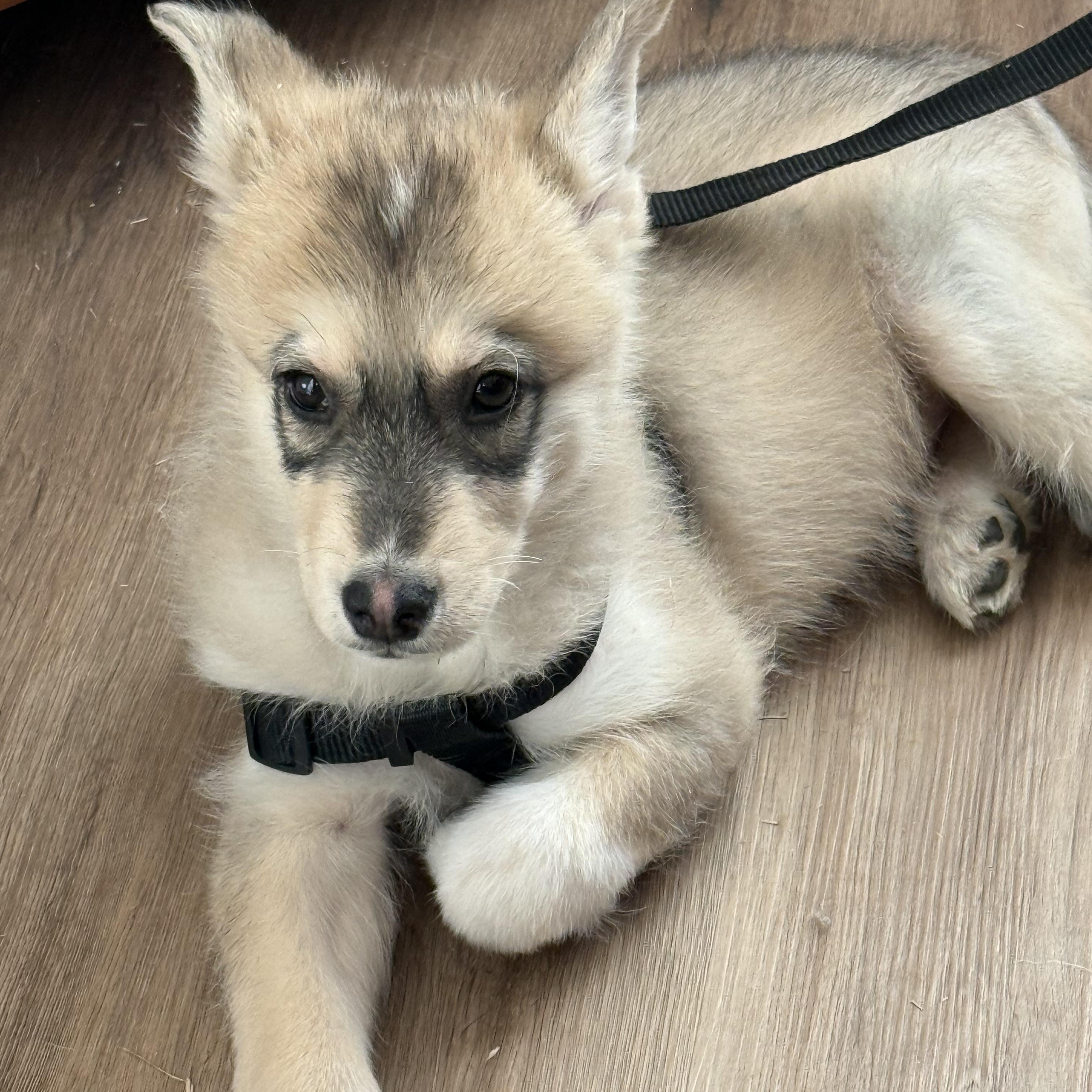 Bandit, a ADOPTABLE mixed breed in Jasper, GA image 4/6