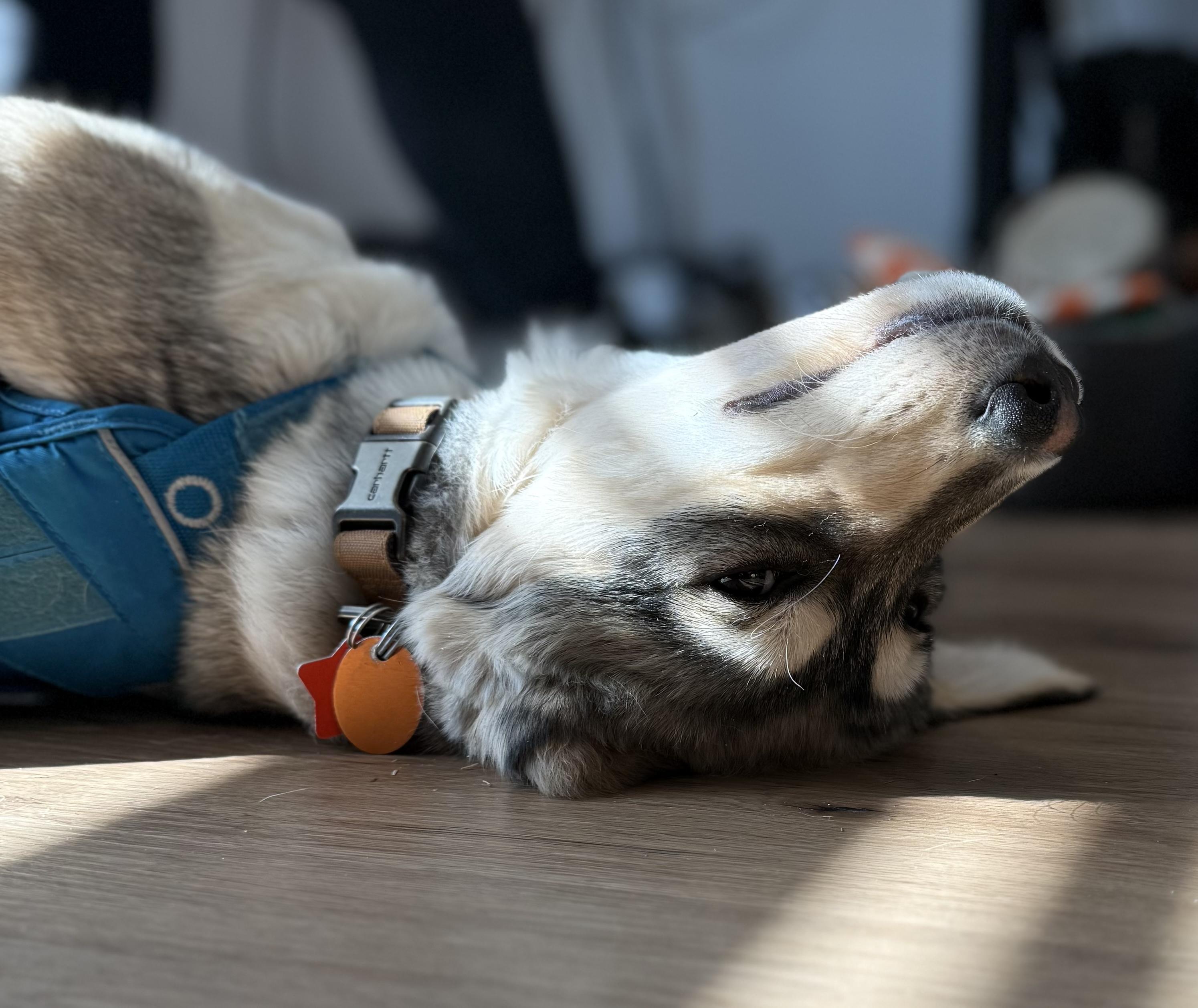 Enlarge Bandit, an adopted mixed breed in Jasper, GA image 5/5