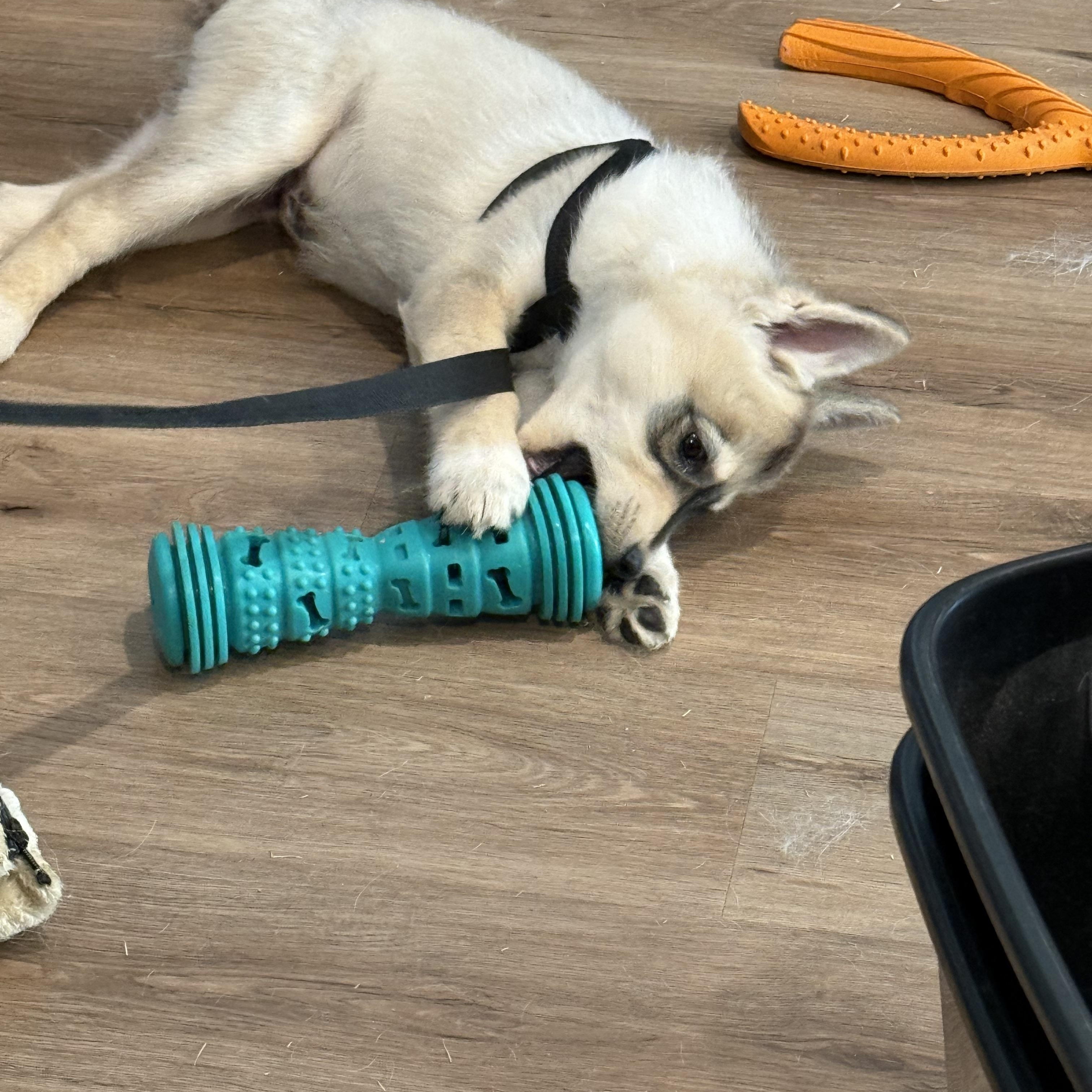 Bandit, a ADOPTABLE mixed breed in Jasper, GA image 2/6