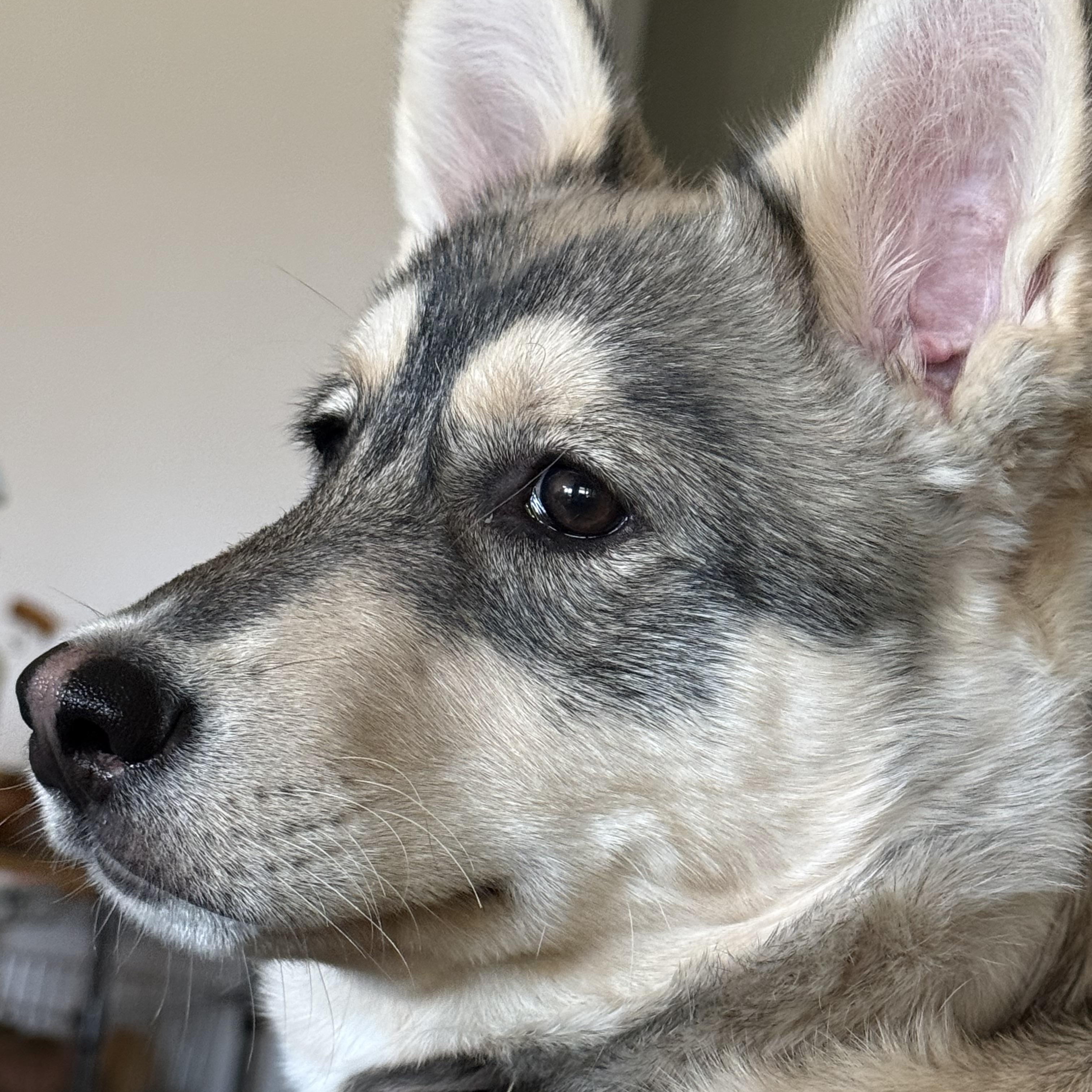 Enlarge Bandit, an adopted mixed breed in Jasper, GA image 1/5