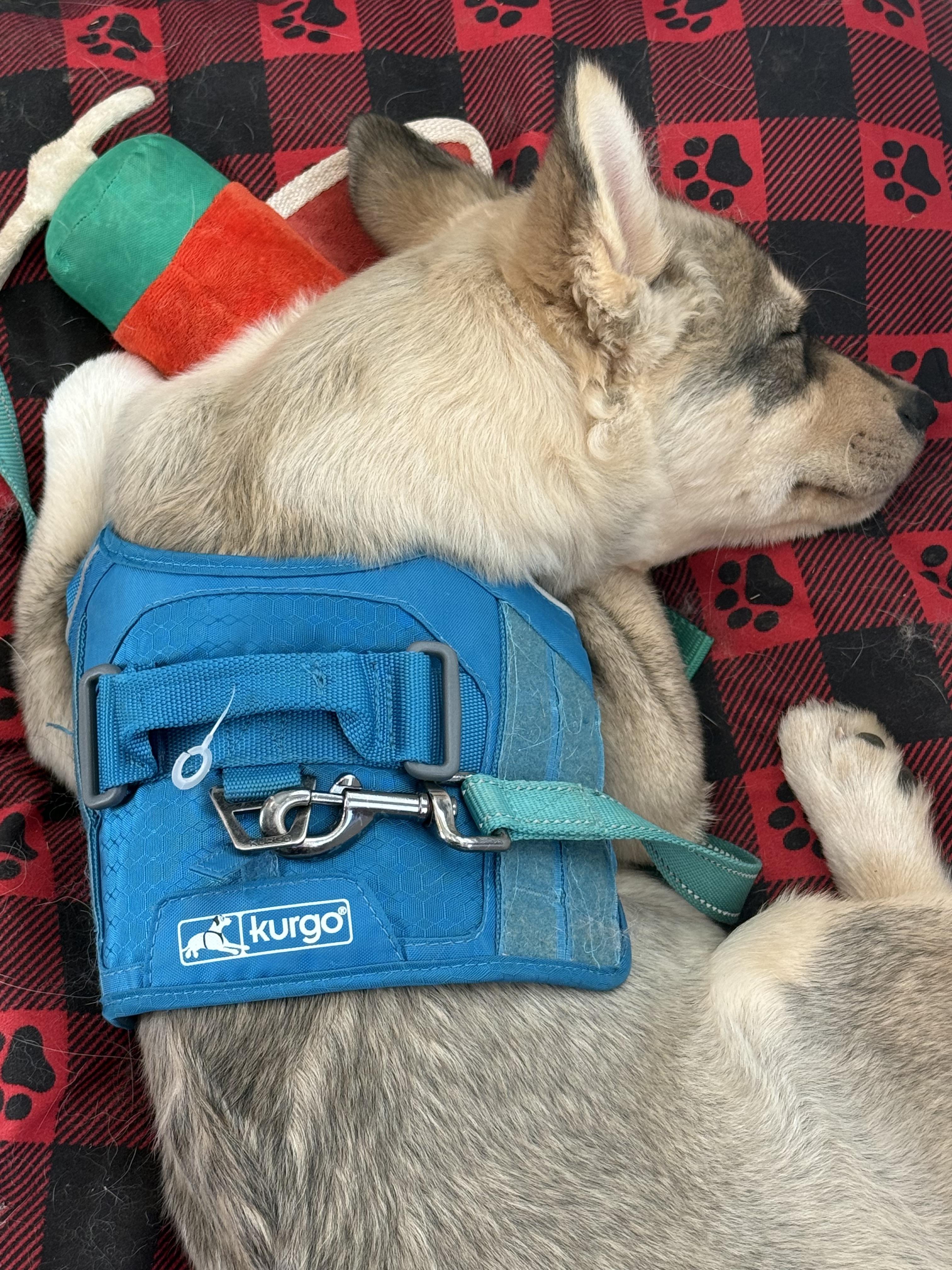 Bandit, a ADOPTABLE mixed breed in Jasper, GA image 5/6