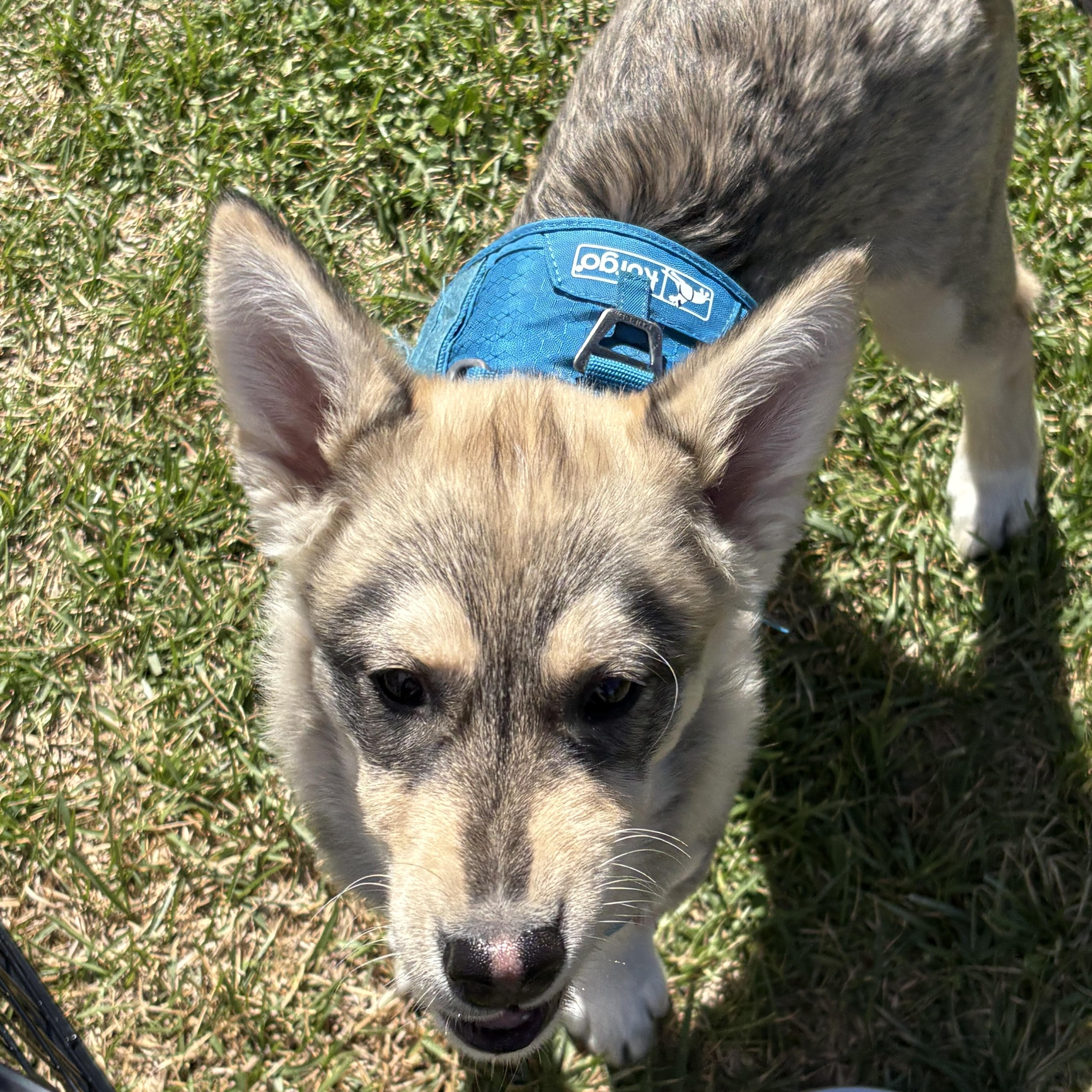 Bandit, a ADOPTABLE mixed breed in Jasper, GA image 6/6