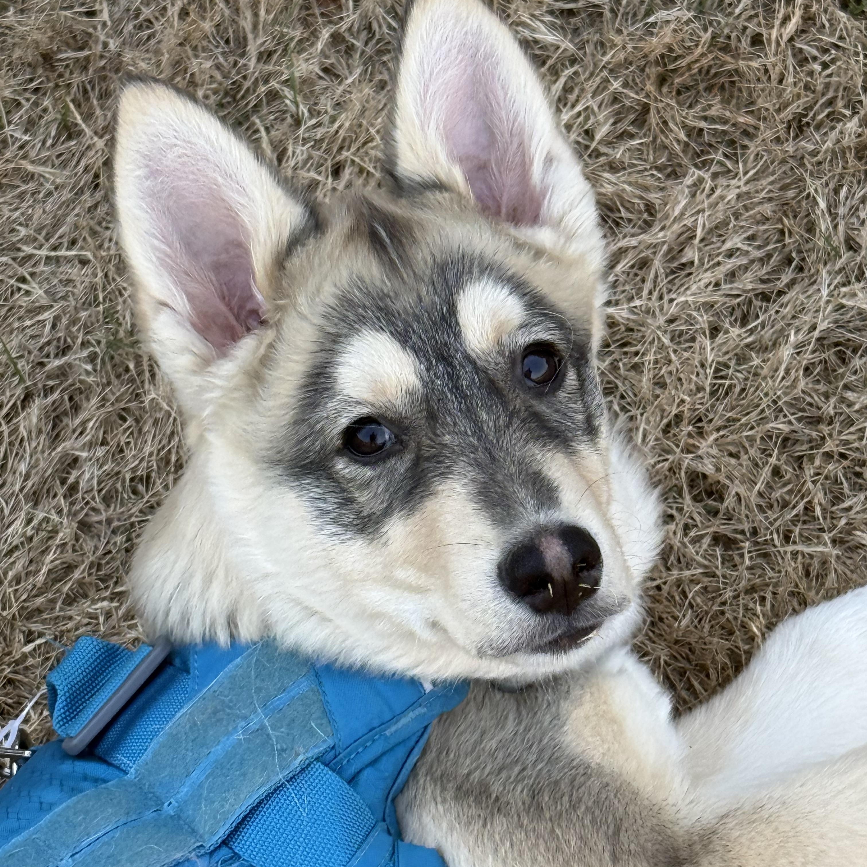 Bandit, a ADOPTABLE mixed breed in Jasper, GA image 1/6