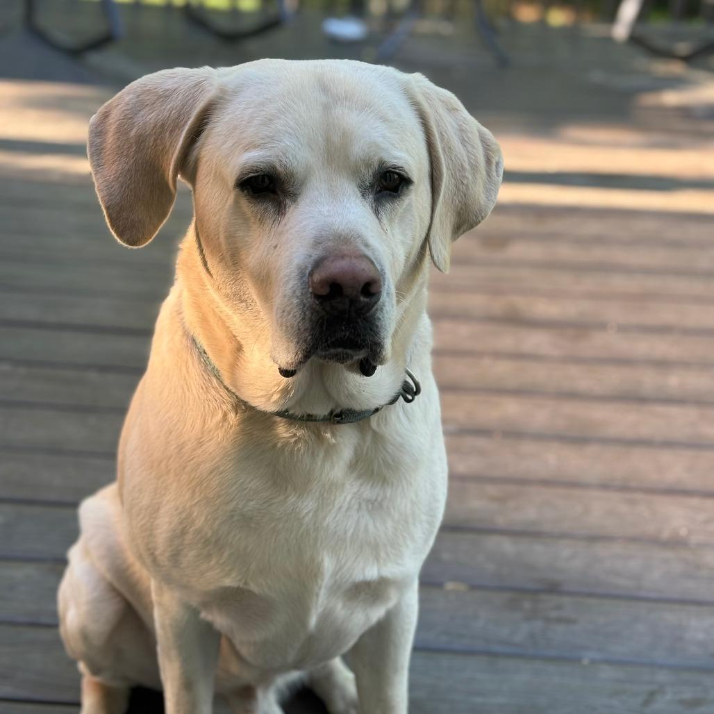 Nash, Adoptable, Adult Male Labrador Retriever.
