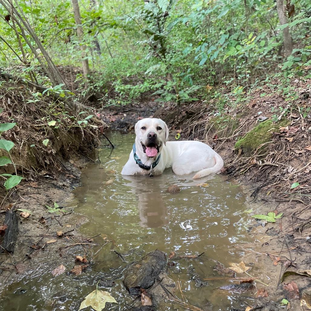 Nash, a Adoptable Labrador Retriever in Aberdeen, NC image 2/4