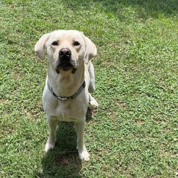 Nash, a Adoptable Labrador Retriever in Aberdeen, NC image 3/4