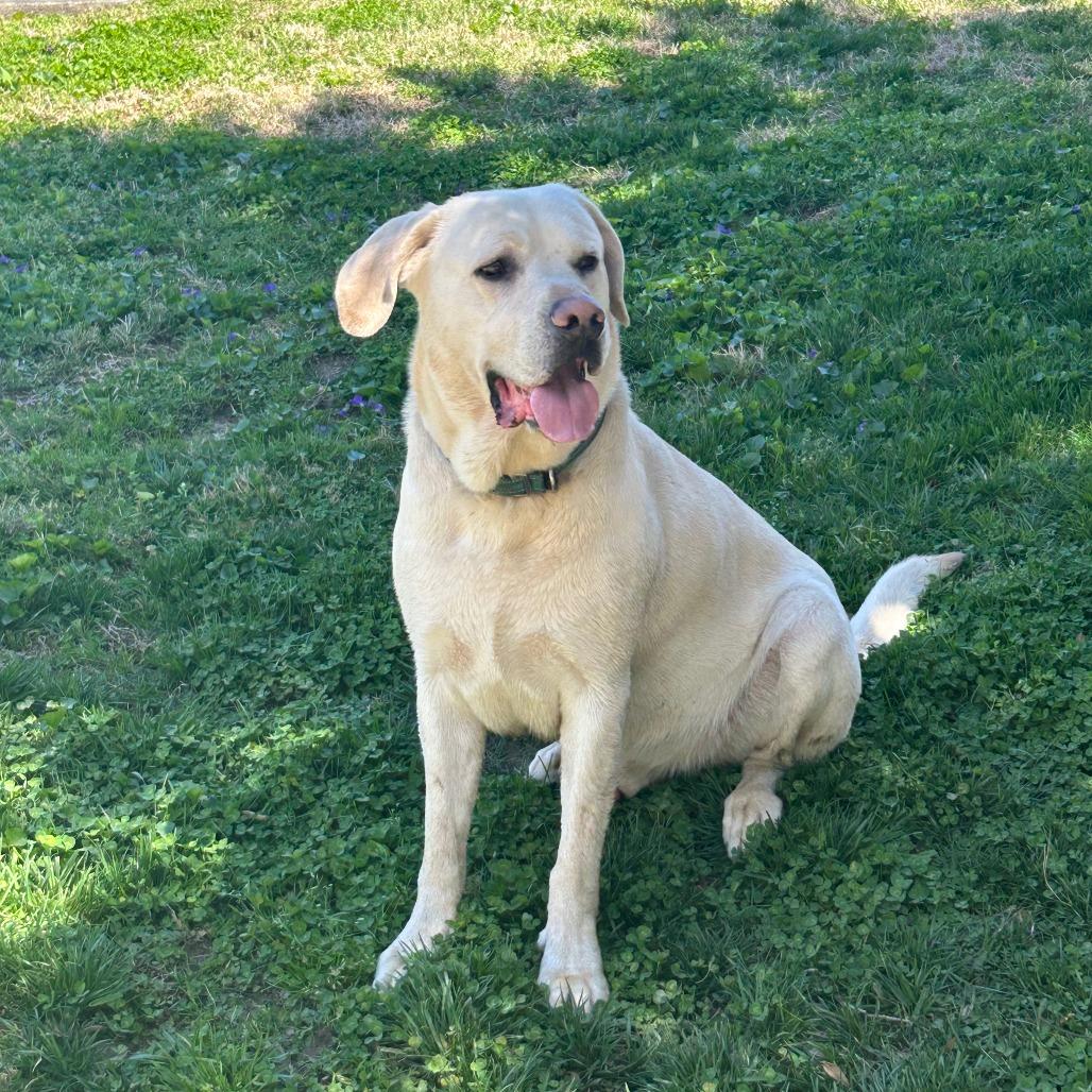 Nash, a Adoptable Labrador Retriever in Aberdeen, NC image 4/4