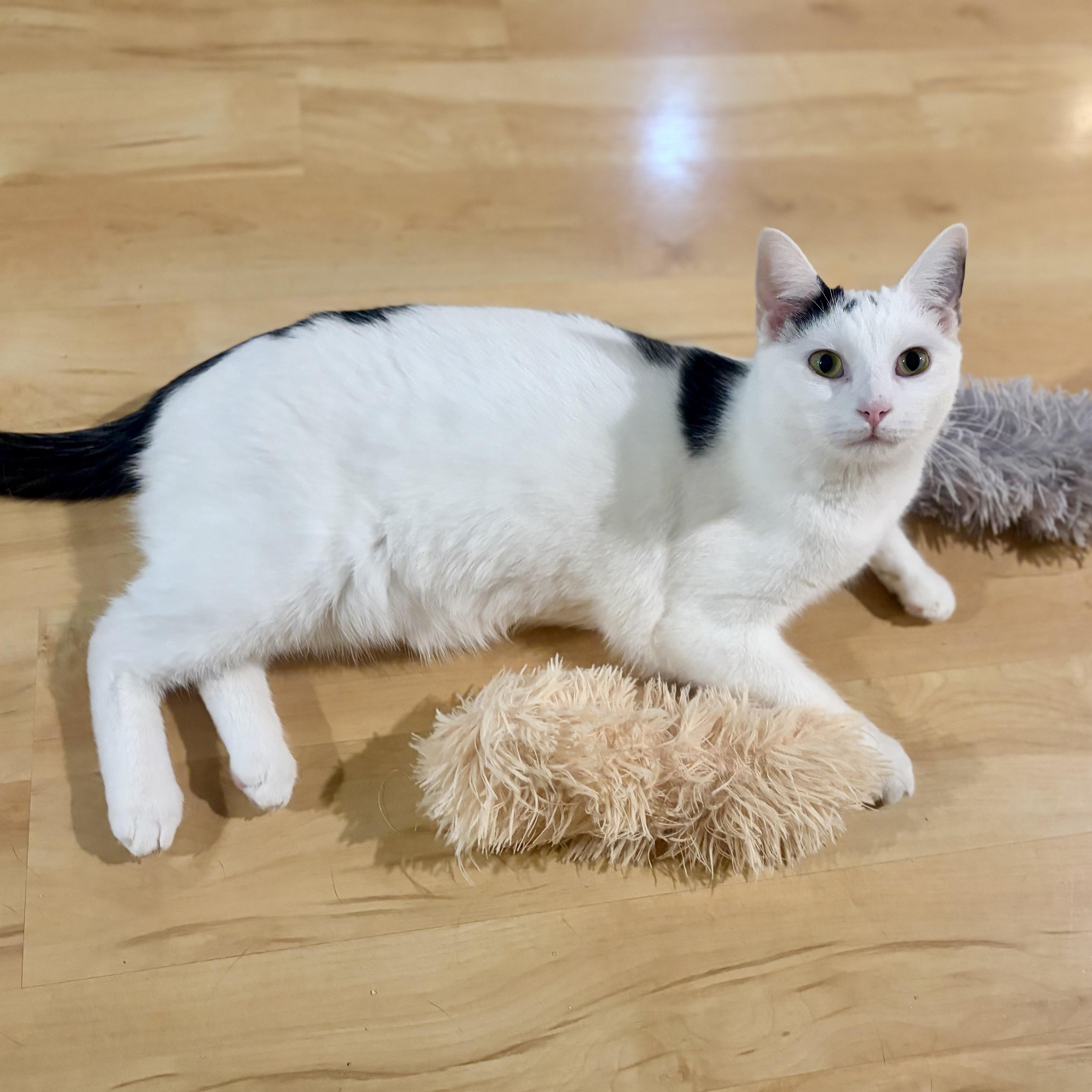 Enlarge Viper, a Adoptable Domestic Short Hair in Greensboro, NC image 5/5