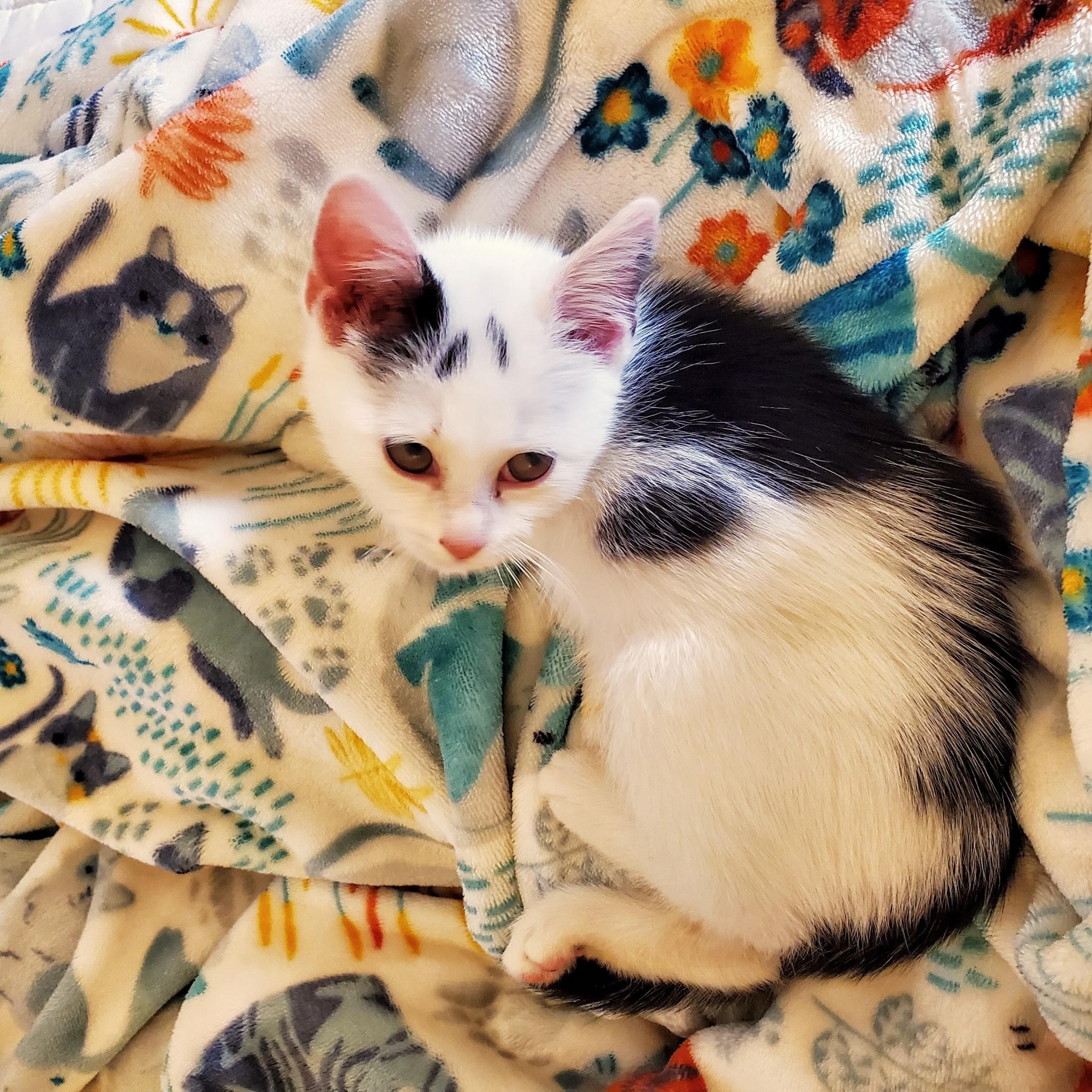 Viper, a Adoptable Domestic Short Hair in Greensboro, NC image 3/6