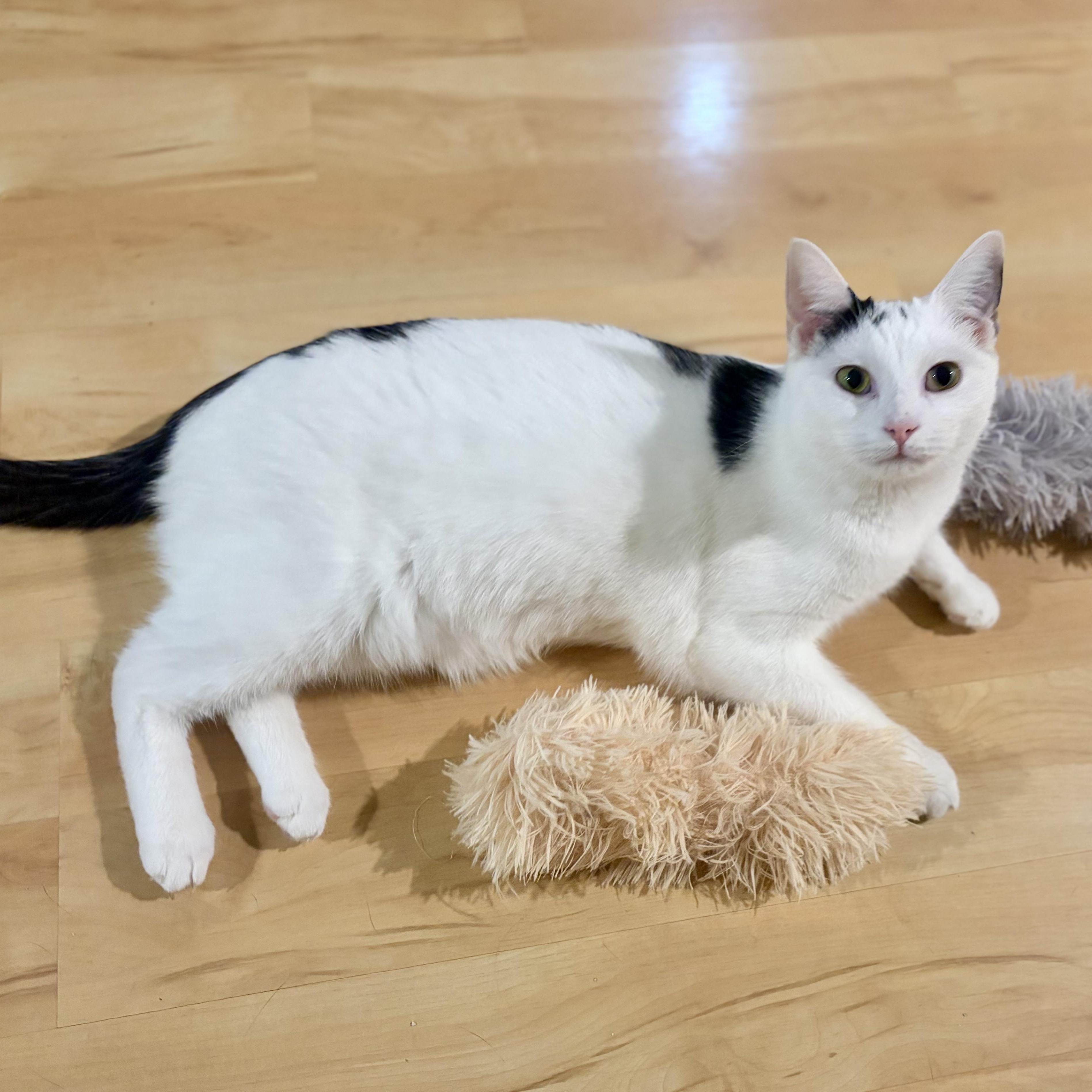 Enlarge Viper, a Adoptable Domestic Short Hair in Greensboro, NC image 2/5