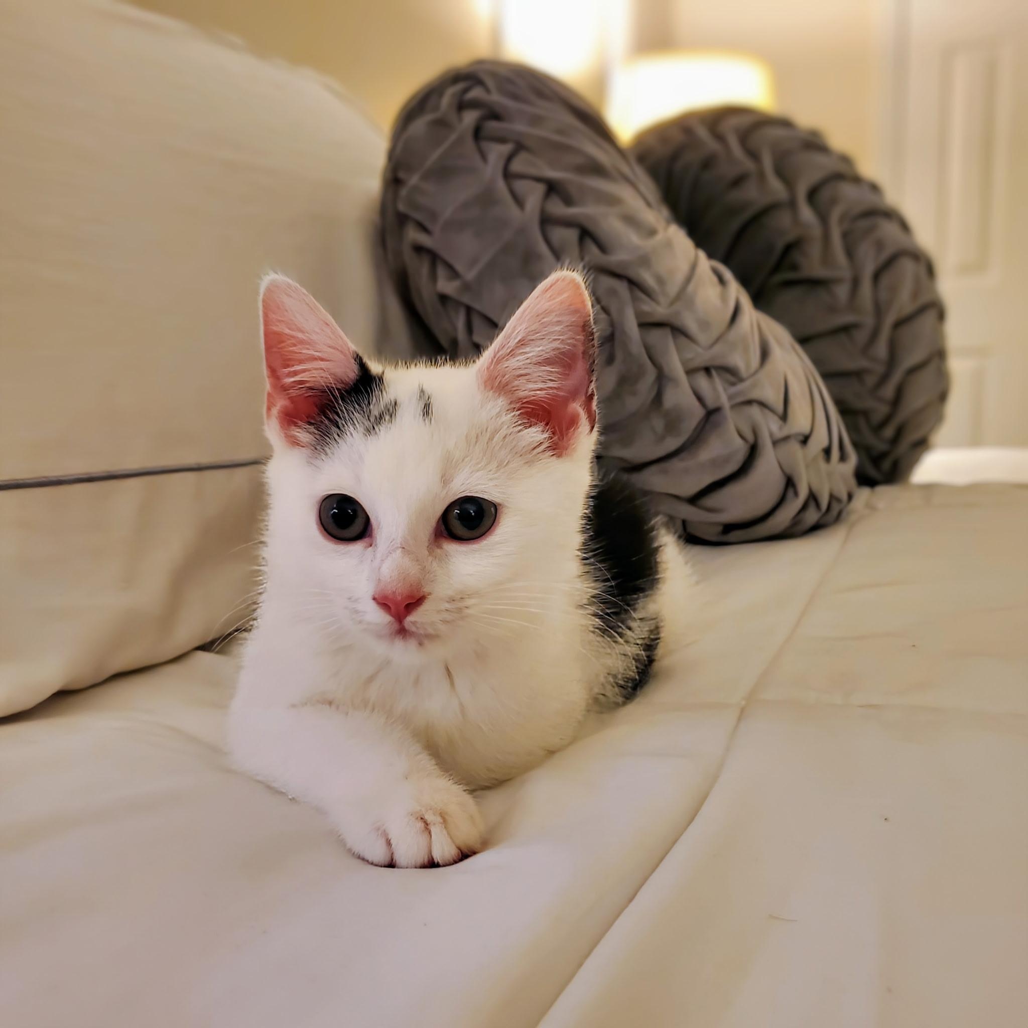 Viper, a Adoptable Domestic Short Hair in Greensboro, NC image 4/6