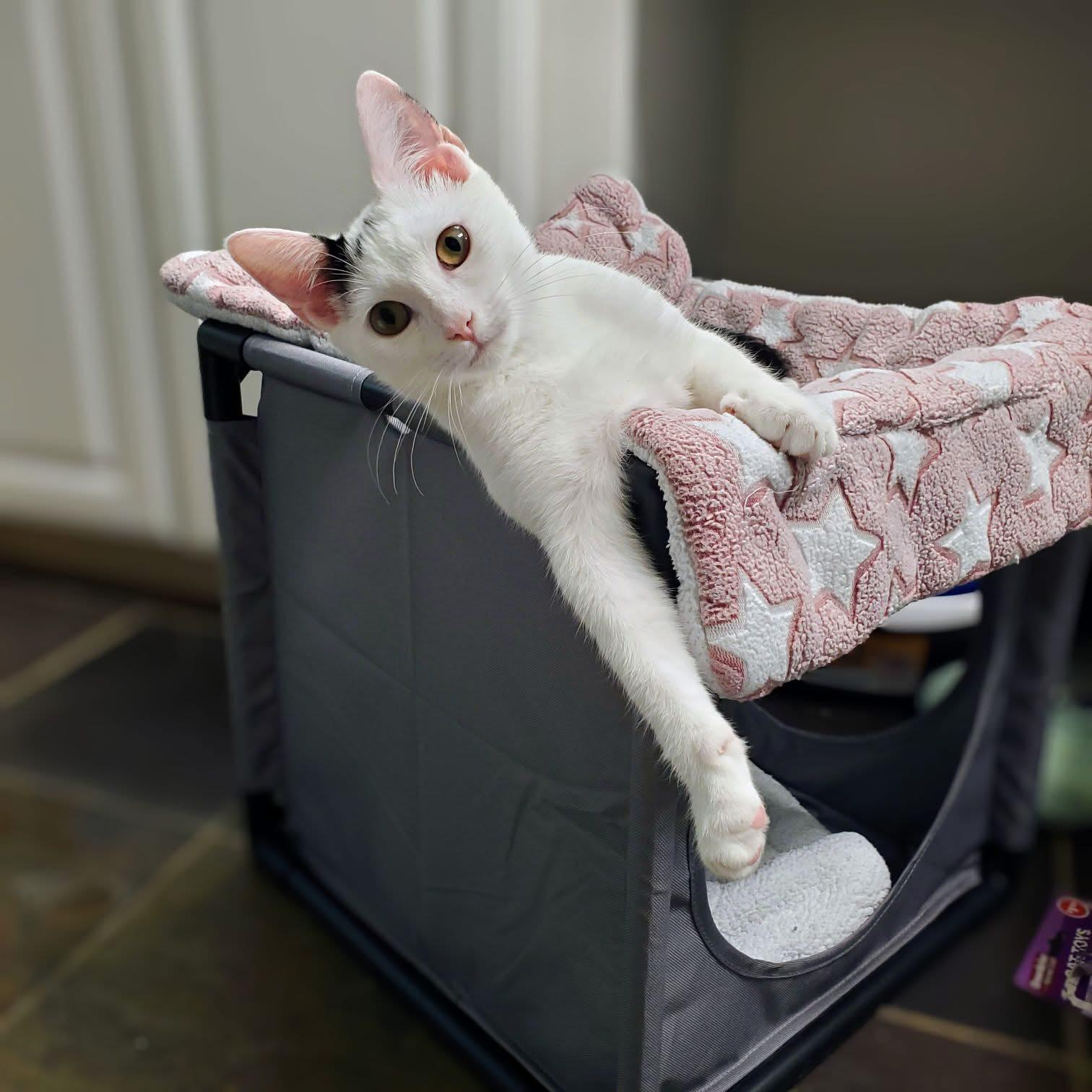 Viper, Adoptable, Kitten Female Domestic Short Hair.