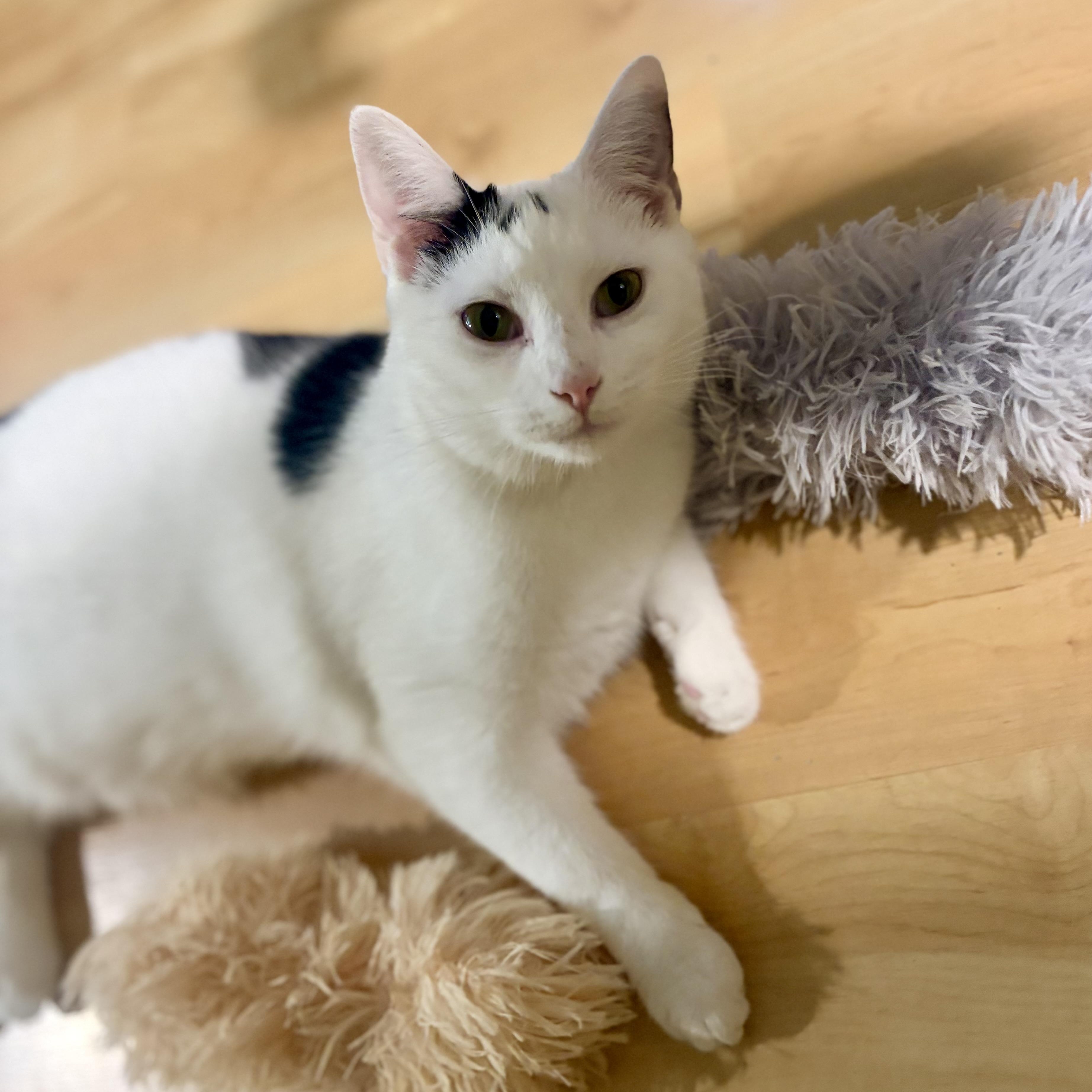 Viper, Adoptable, Young Female Domestic Short Hair.