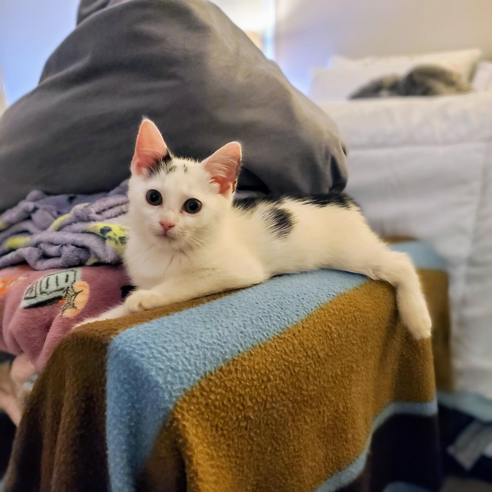 Viper, a Adoptable Domestic Short Hair in Greensboro, NC image 6/6