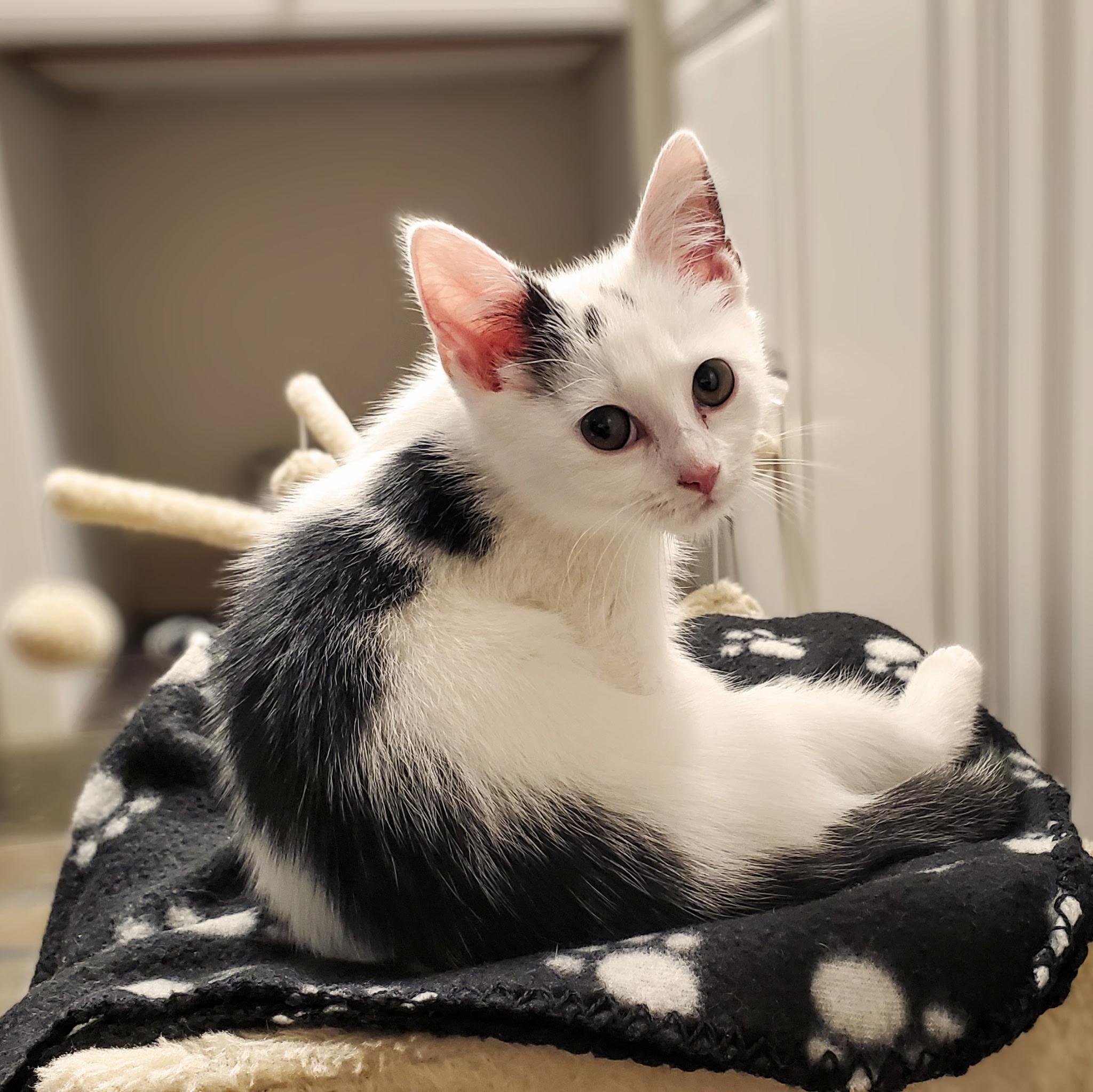 Viper, a Adoptable Domestic Short Hair in Greensboro, NC image 2/6