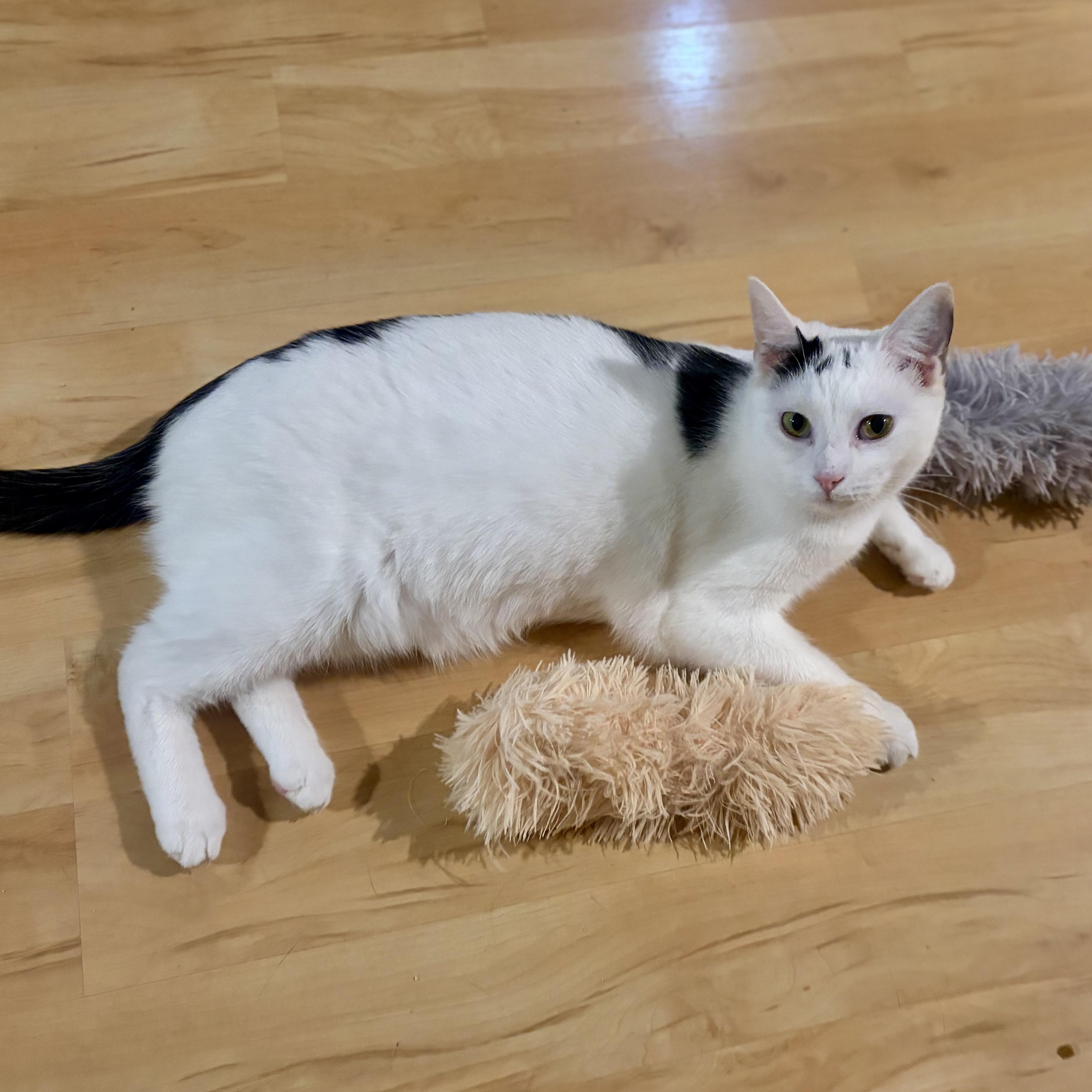 Enlarge Viper, a Adoptable Domestic Short Hair in Greensboro, NC image 3/5