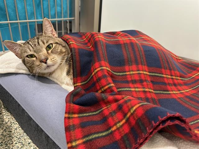 POTSTICKER, Adoptable, Senior Male Domestic Short Hair.