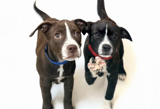 REMI, Adoptable, Puppy Female American Bulldog & Mixed Breed.