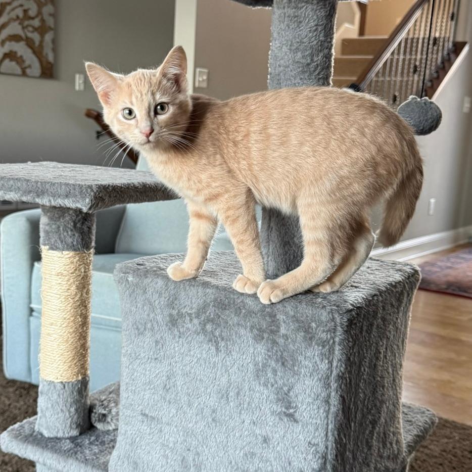 Arrow, Adoptable, Kitten Male Domestic Short Hair.