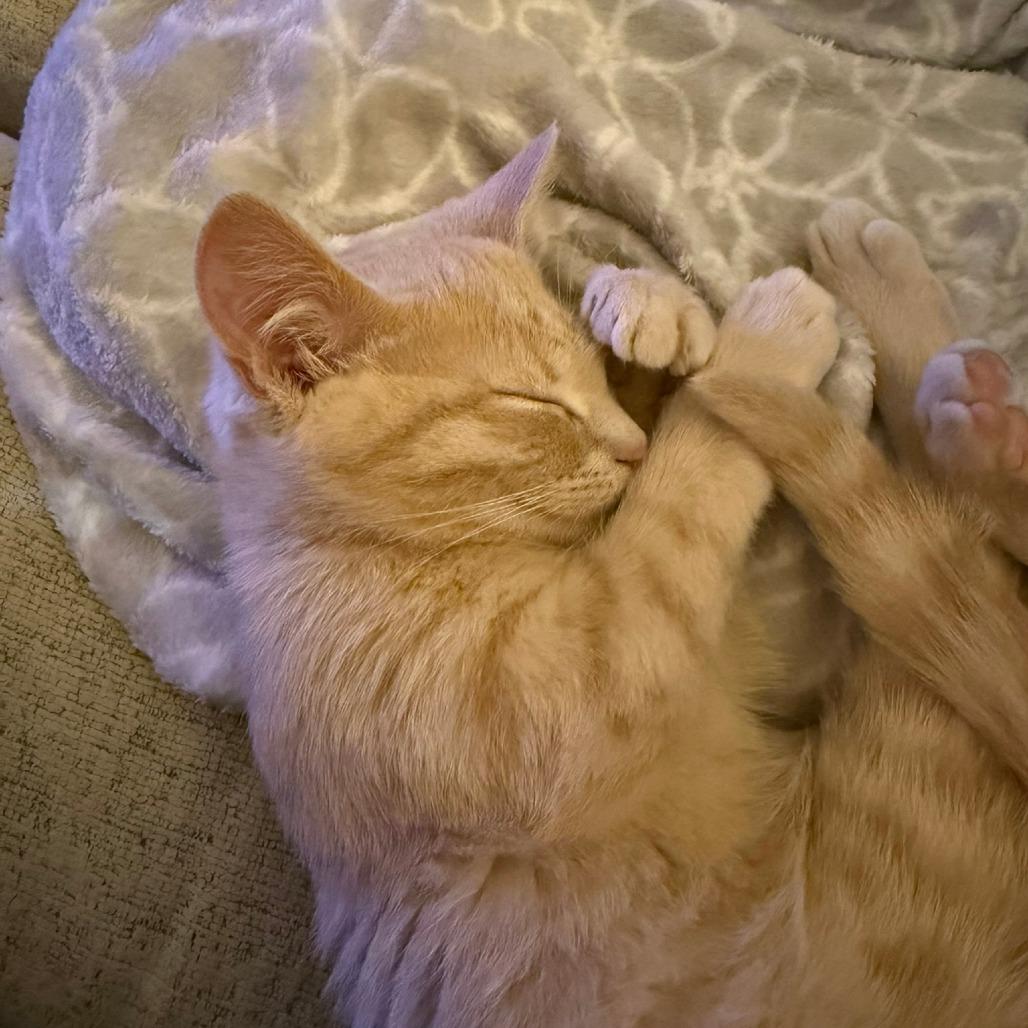 Enlarge Arrow, a Adoptable Domestic Short Hair in Chaska, MN image 2/3