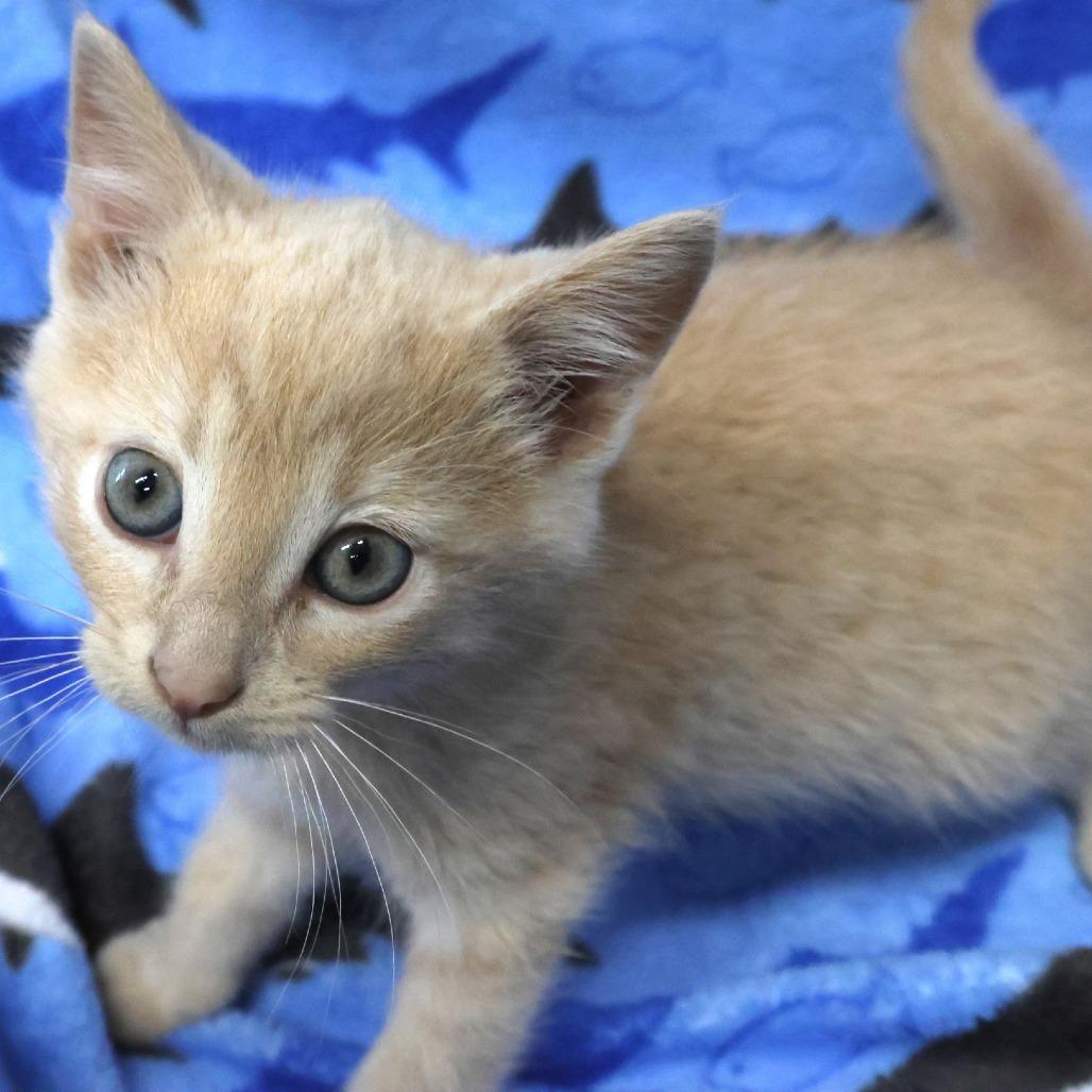 Enlarge Arrow, a Adoptable Domestic Short Hair in Chaska, MN image 3/3