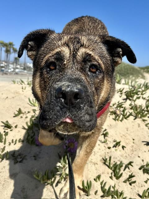 CHOCO, Adoptable, Adult Male German Shepherd Dog & Mixed Breed.