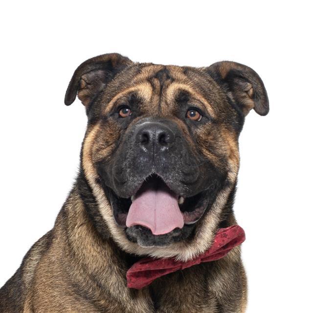 CHOCO, Adoptable, Adult Male German Shepherd Dog & Mixed Breed.