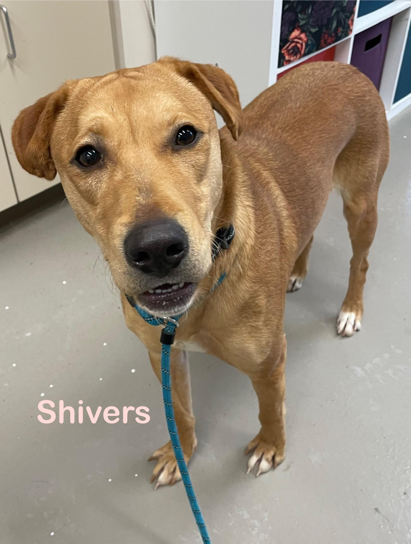 Enlarge Shivers AVAILABLE , a ADOPTABLE mixed breed in Canton, OH image 1/4