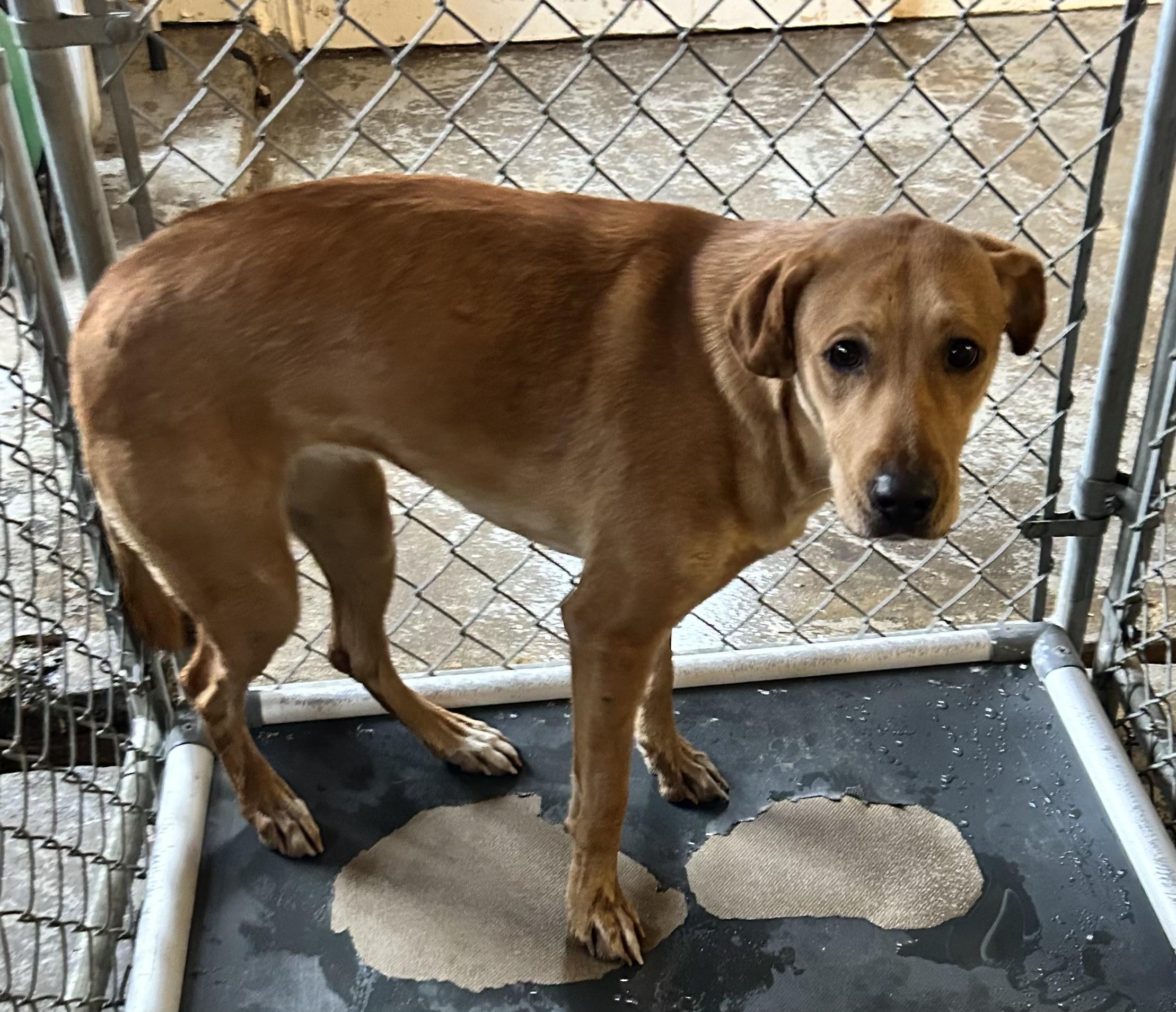 Enlarge Shivers AVAILABLE , a ADOPTABLE mixed breed in Canton, OH image 4/4