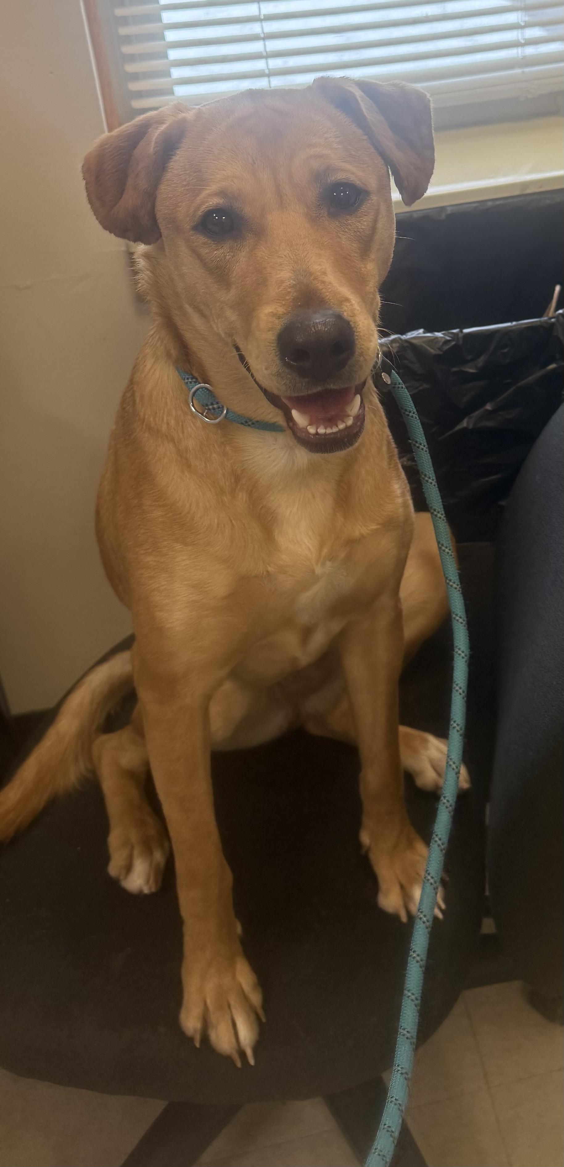 Enlarge Shivers AVAILABLE , a ADOPTABLE mixed breed in Canton, OH image 3/4