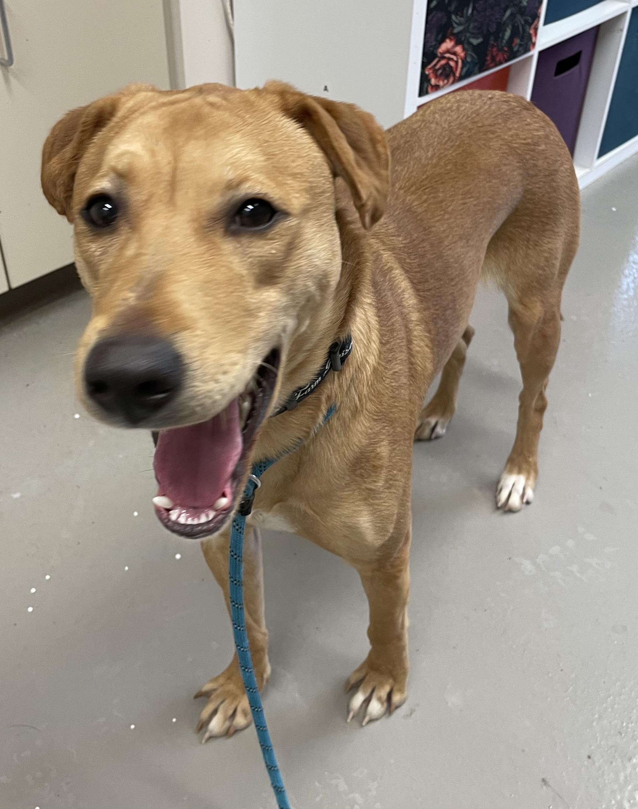 Enlarge Shivers AVAILABLE , a ADOPTABLE mixed breed in Canton, OH image 2/4