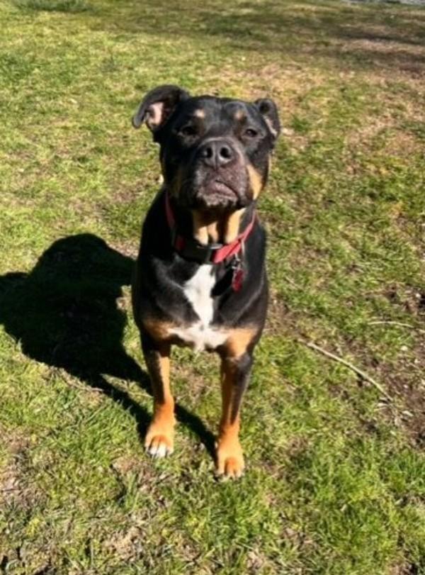 Diesel, Adoptable, Adult Male Rottweiler & Labrador Retriever.
