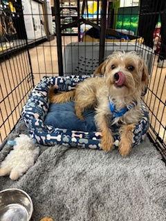 Enlarge Sam, a Adoptable mixed breed in Morgan Hill, CA image 1/1