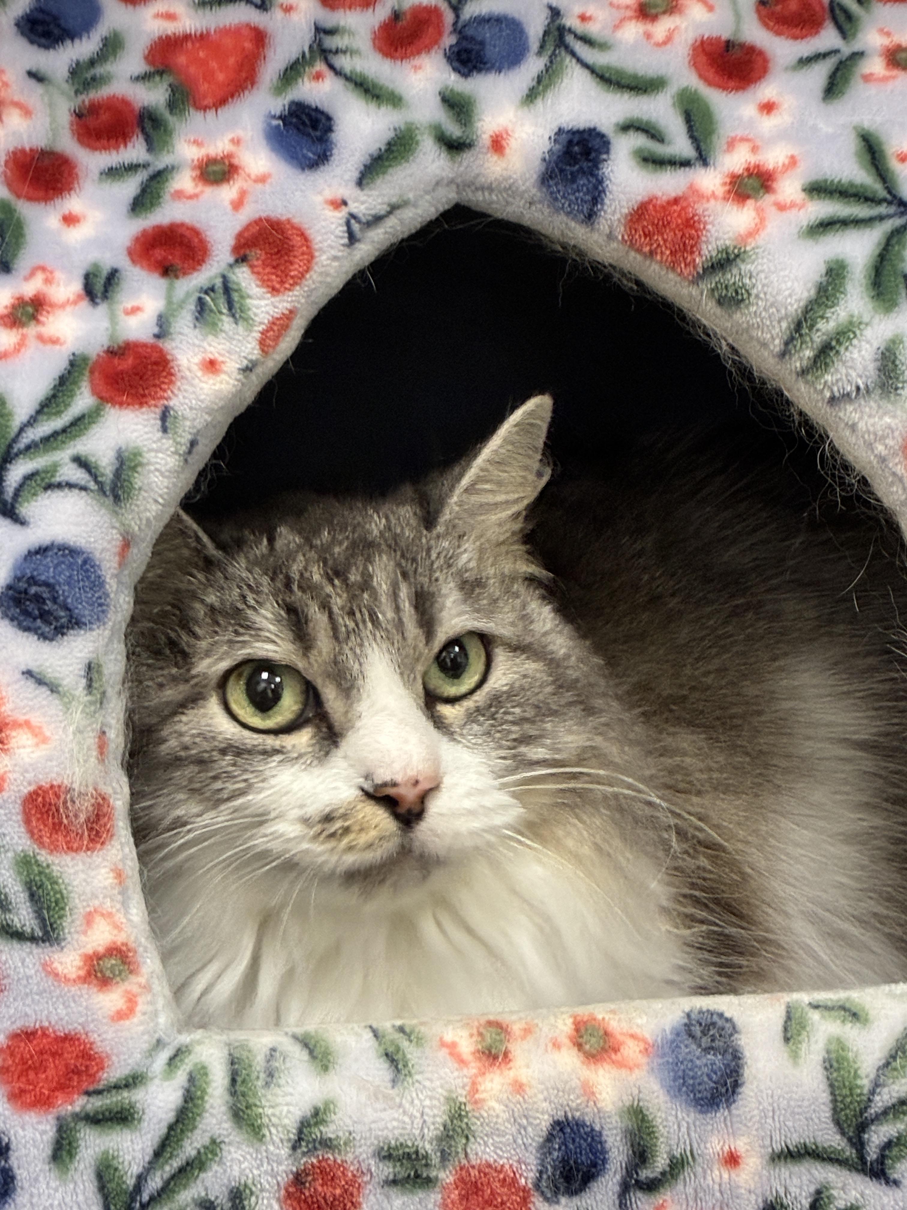Enlarge Snowflake - Adoption fee fully sponsored by Roxy, a Adoptable mixed breed in Chico, CA image 1/4