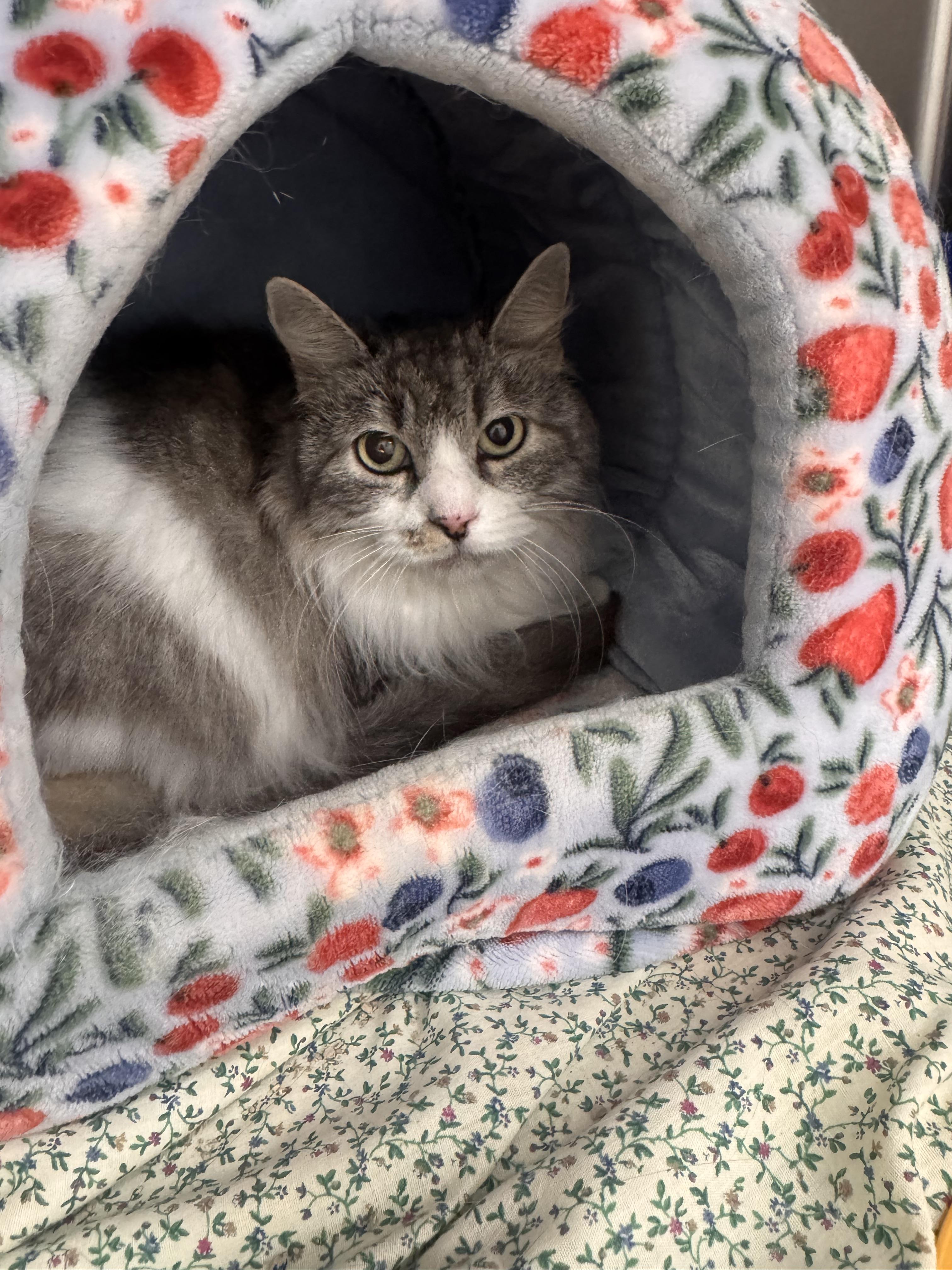 Enlarge Snowflake - Adoption fee fully sponsored by Roxy, a Adoptable mixed breed in Chico, CA image 3/4