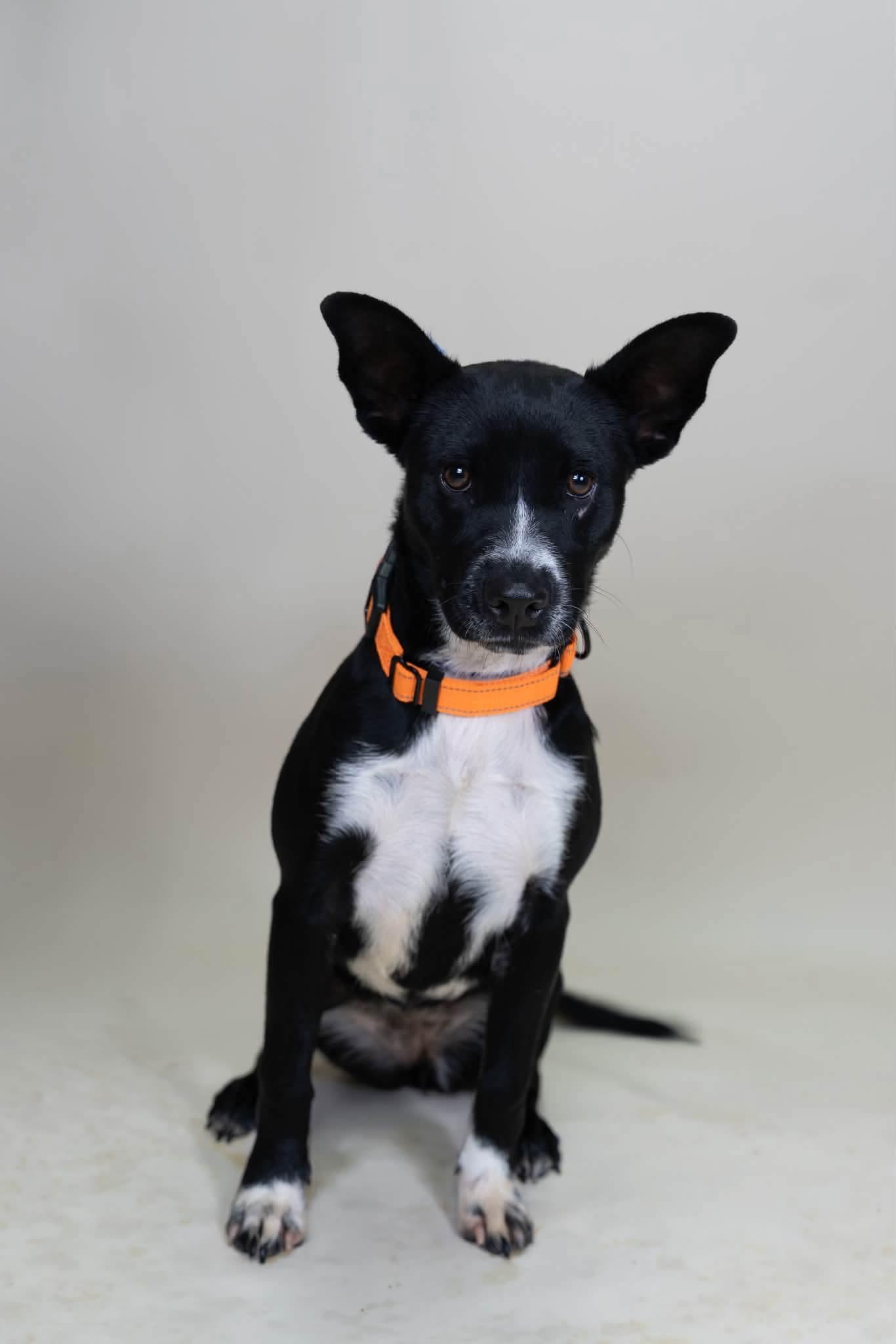 Enlarge Zazu, a Adopted mixed breed in Tucson, AZ image 1/5