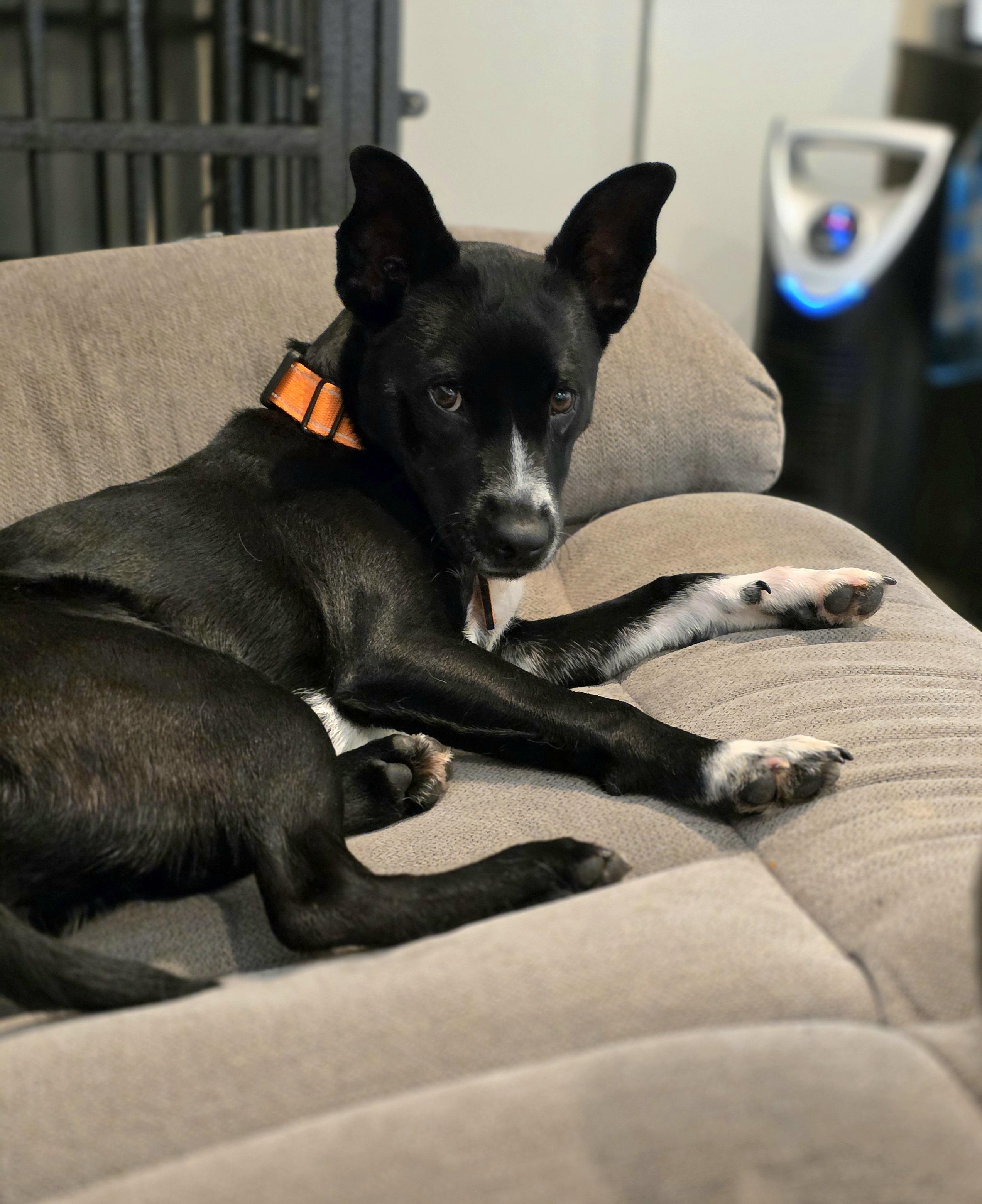 Enlarge Zazu, a Adopted mixed breed in Tucson, AZ image 2/5