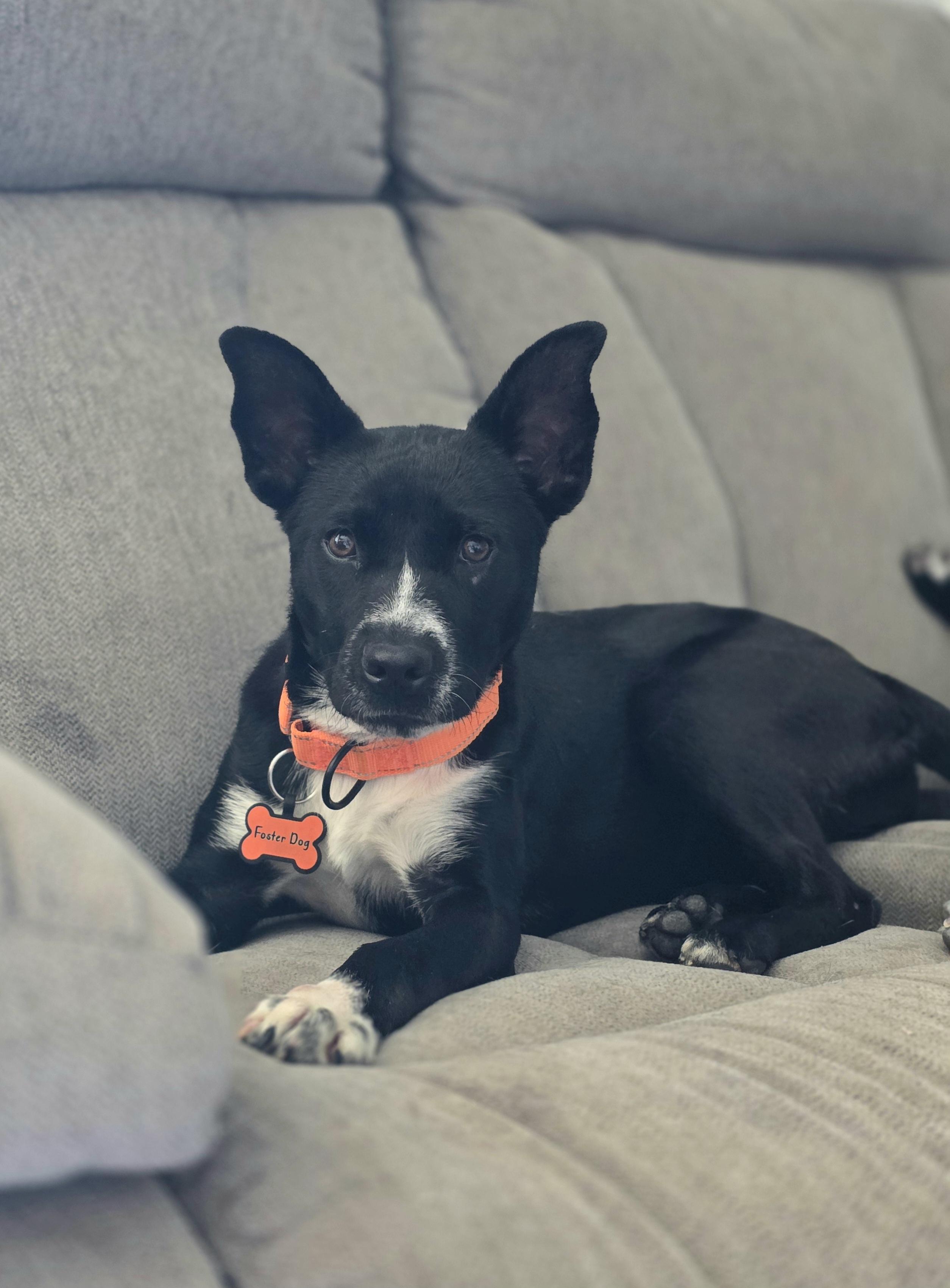 Enlarge Zazu, a Adopted mixed breed in Tucson, AZ image 5/5