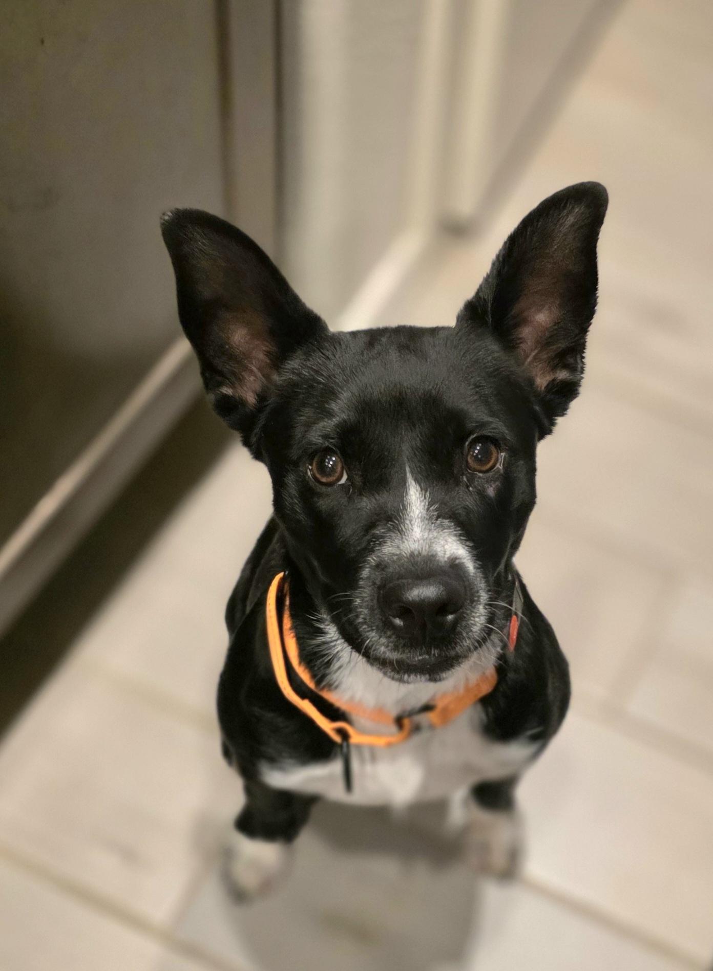 Enlarge Zazu, a Adopted mixed breed in Tucson, AZ image 4/5