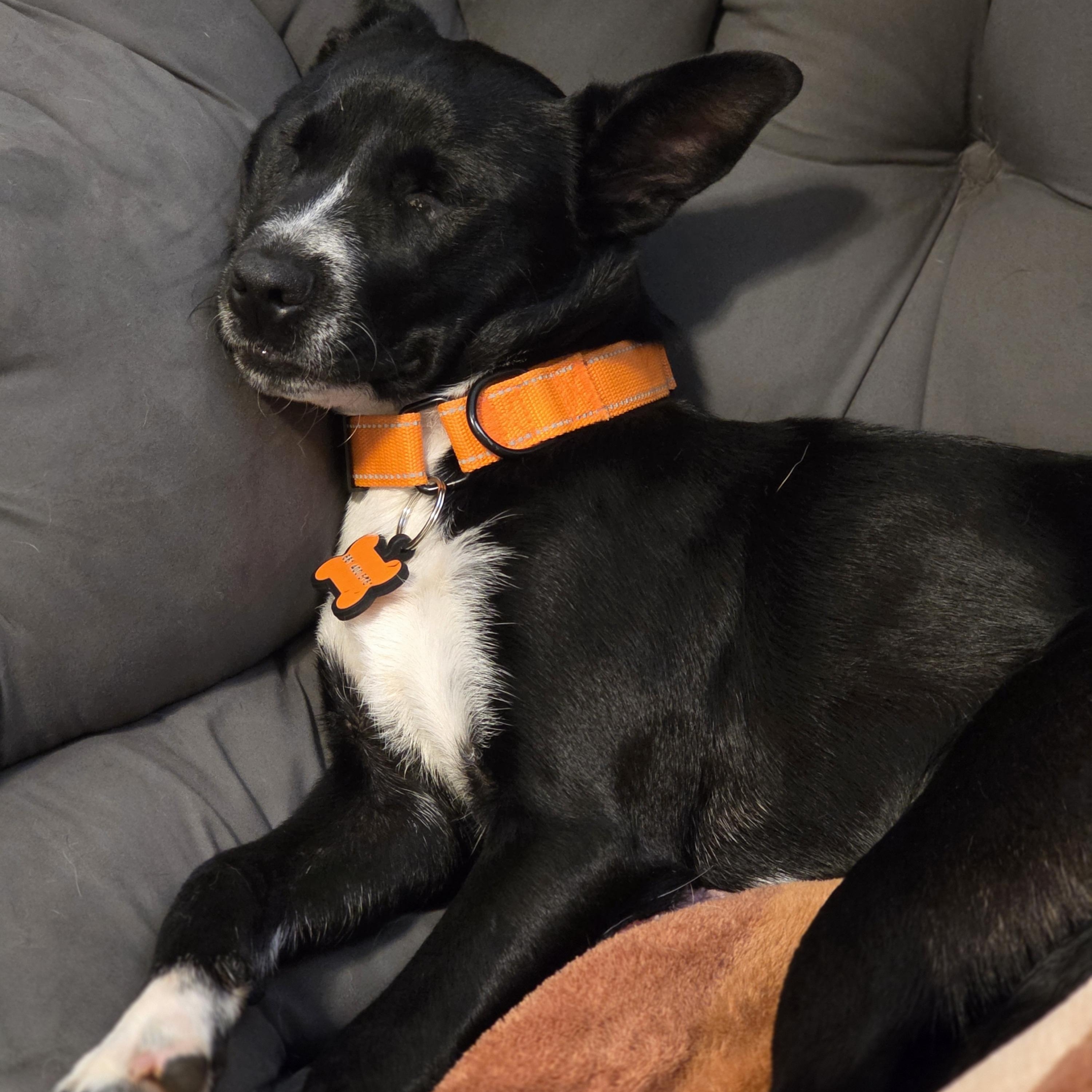 Enlarge Zazu, a Adopted mixed breed in Tucson, AZ image 3/5